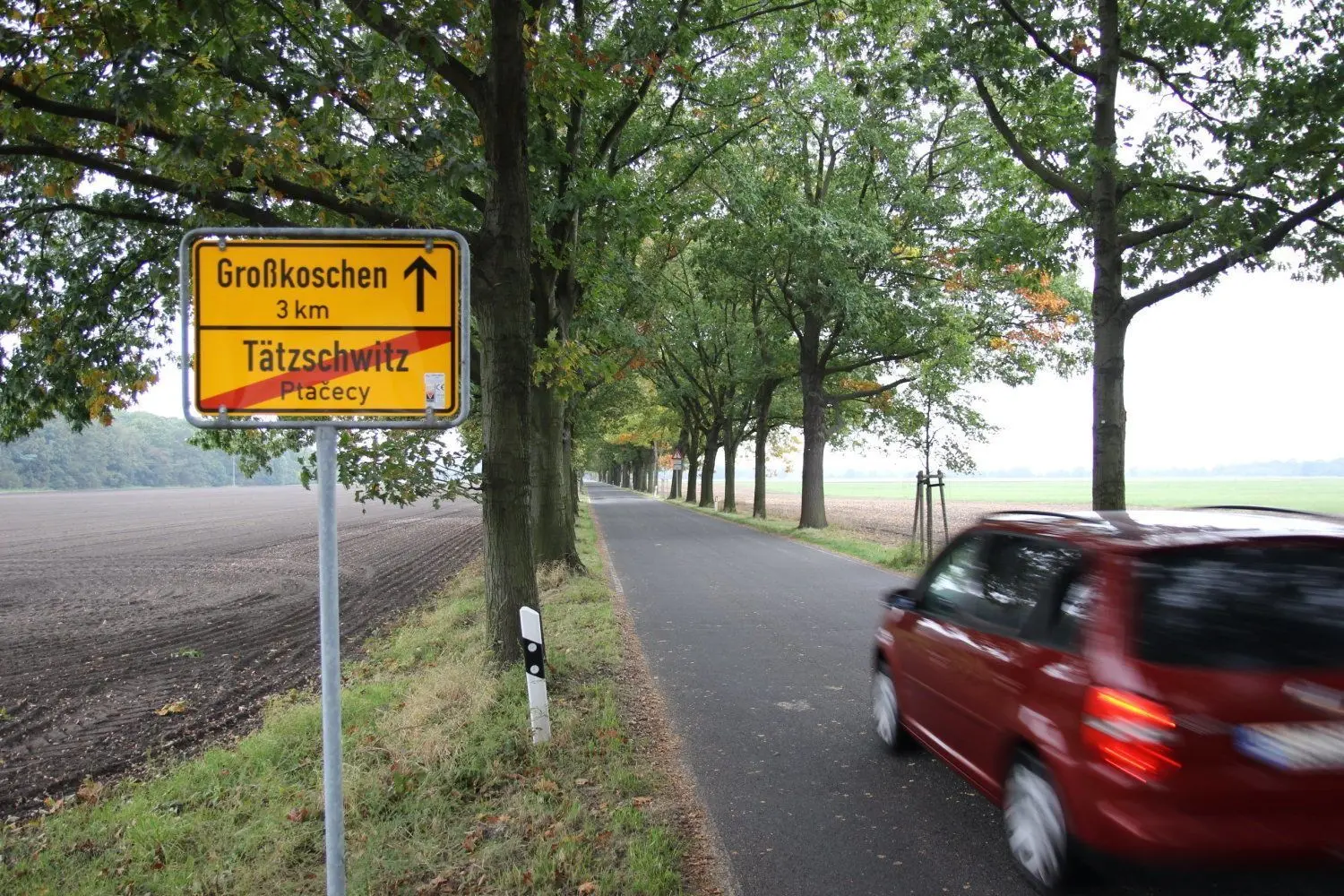 Zwischen Tätzschwitz und Großkoschen gibt es eine zunehmend lückiger werdende Allee, die hauptsächlich aus Roteichen besteht.