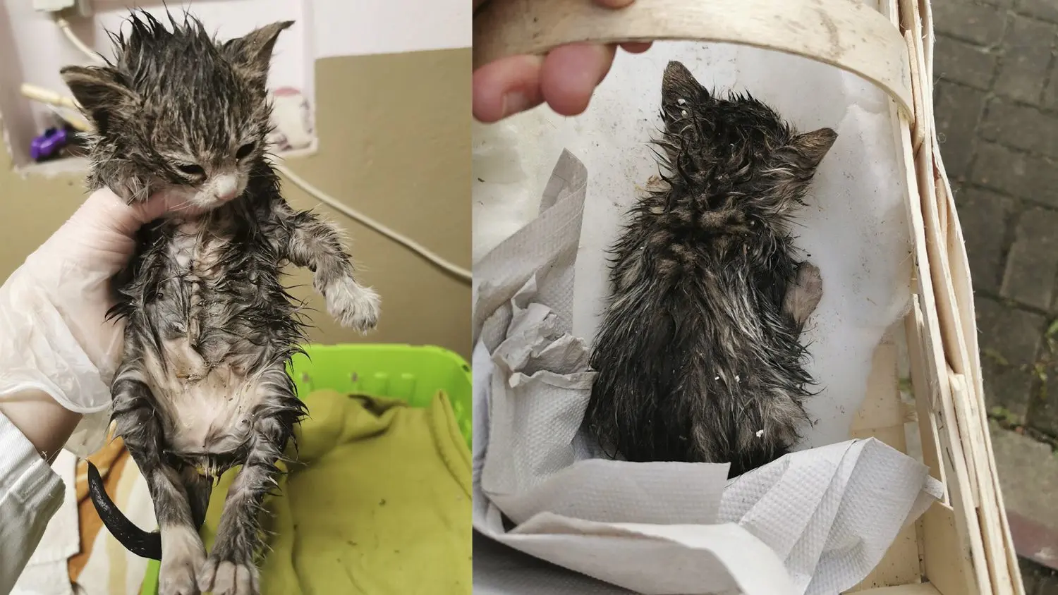 Dieses sechs Wochen alte Katzenbaby haben Mitarbeiter des Entsorgungsunternehmens Eurologistik Umweltservice in Cottbus-Dissenchen am Mittwochabend im Müll gefunden.