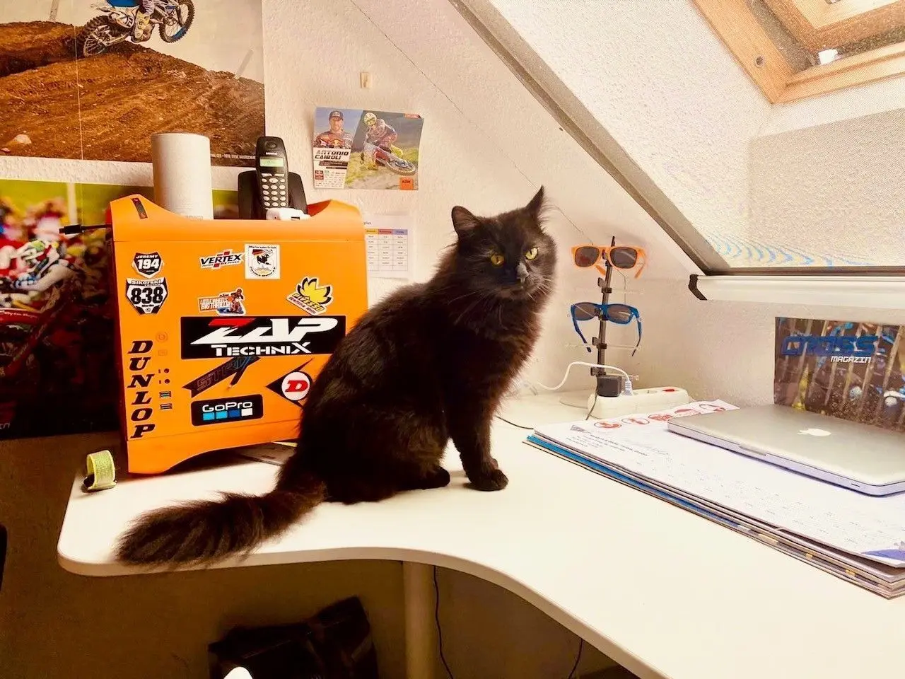 Ein Bild aus besseren Zeiten: Wuschi im Haus von Familie Noffke. Der schwarze Kater wurde nur zwei Jahre alt. Im Bolschwitzer Weg ist vor wenigen Tagen auch noch eine weitere Katze überfahren worden.