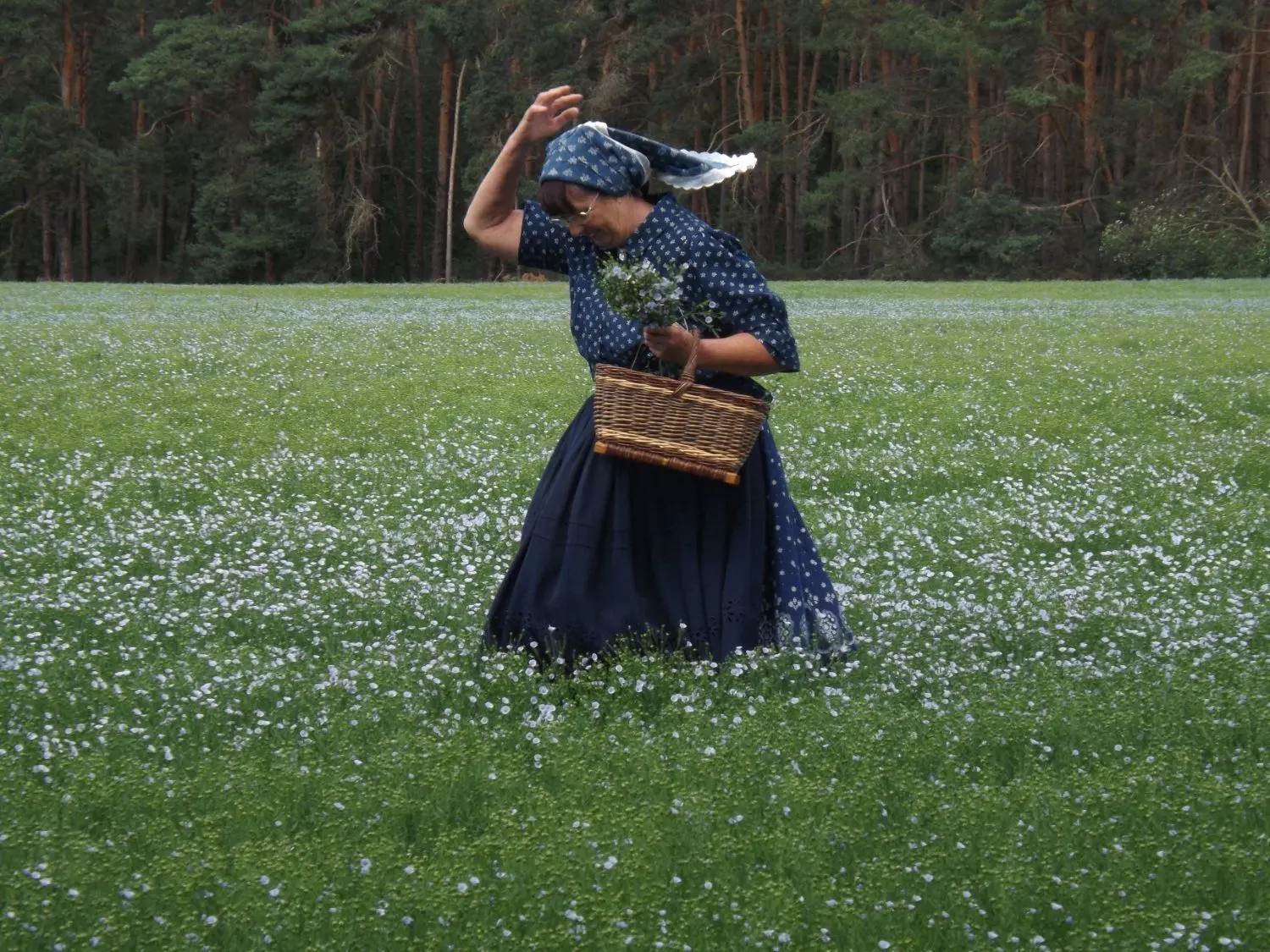 Blaue Stunde in Siewisch  mitten am Tag. Dafür sorgen das zartblaue Blütenmeer des Ölleins auf den Feldern der Agrargenossenschaft Drebkau in Siewisch und Gisela Christl vom Spreewaldverein, Lübben.