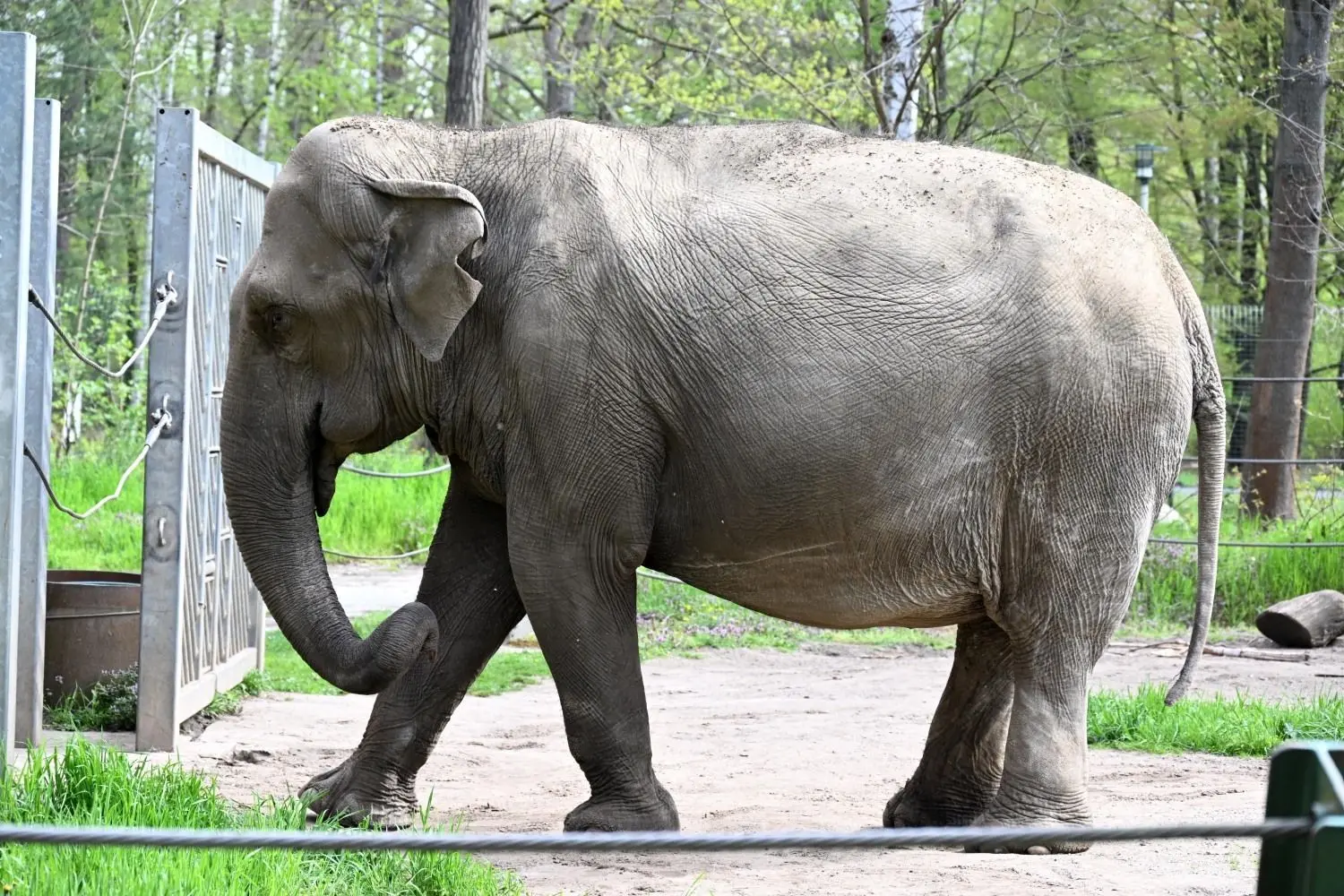 Sundali ist 55 Jahre alt und lebt allein im Cottbuser Tierpark, seitdem vor drei Jahren ihre Gefährtin Karla eingeschläfert werden musste.