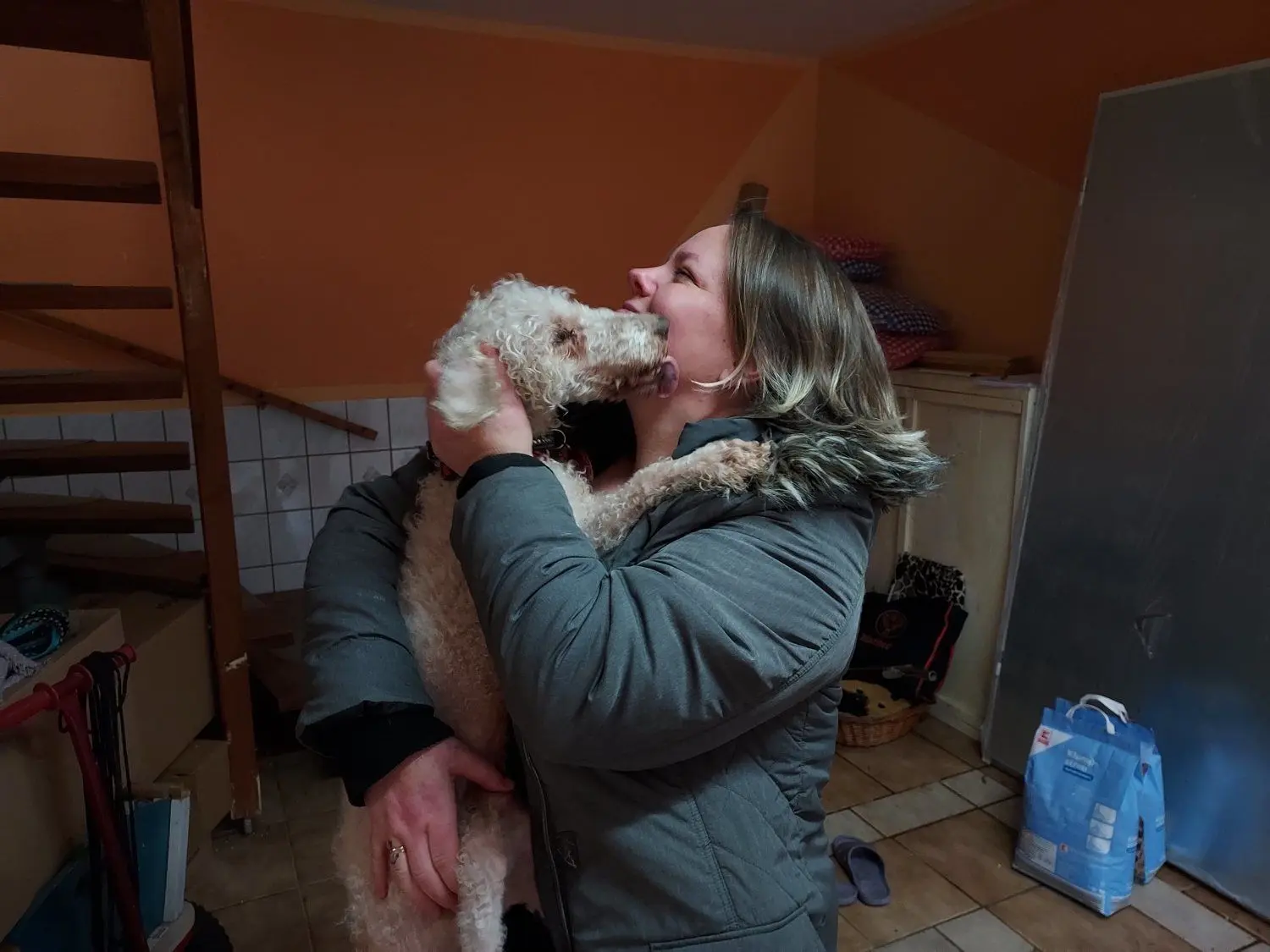 Seit sechs Wochen ist der dreizehnjährige Bedlington Terrier Harry im Tierheim Langengrassau. Er ist fit und mobil.