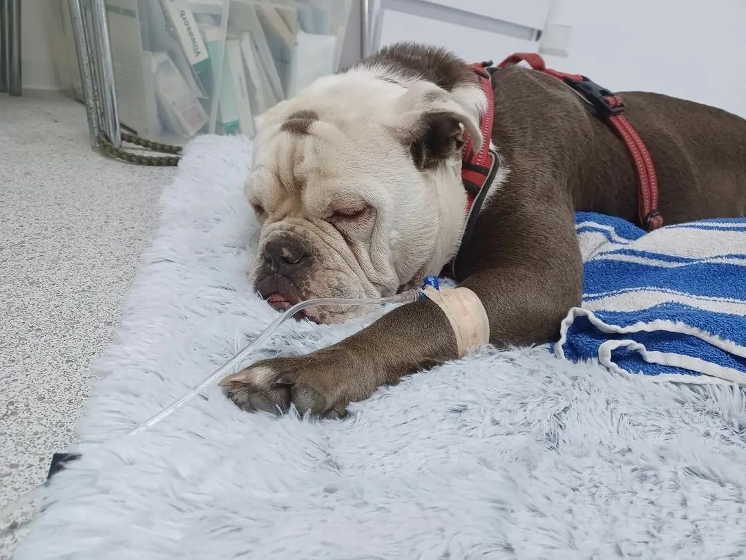 Mit dreizehn Wochen ist Linda, die an einer schweren Nierenerkrankung gelitten hat, im Hundehospiz in Heideblick aufgenommen worden. Vereinsgründerin Stephanie Badura hat sich um den Welpen, der Anfang Oktober verstarb, gekümmert. Die letzten Tage von Lindas kurzem Hundeleben sollten so angenehm wie möglich sein.