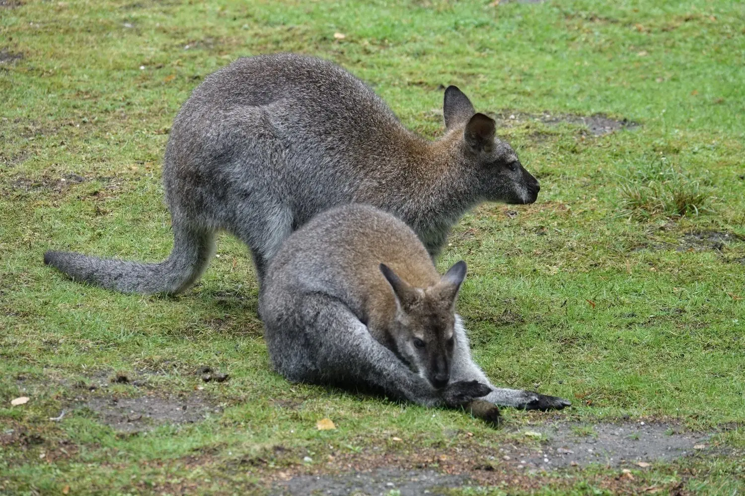 Bei den Bennet-Kängurus im Tierpark Weißwasser ist Putzstunde angesagt. Sieben Tiere sind derzeit auf der begehbaren Anlage zu Hause.