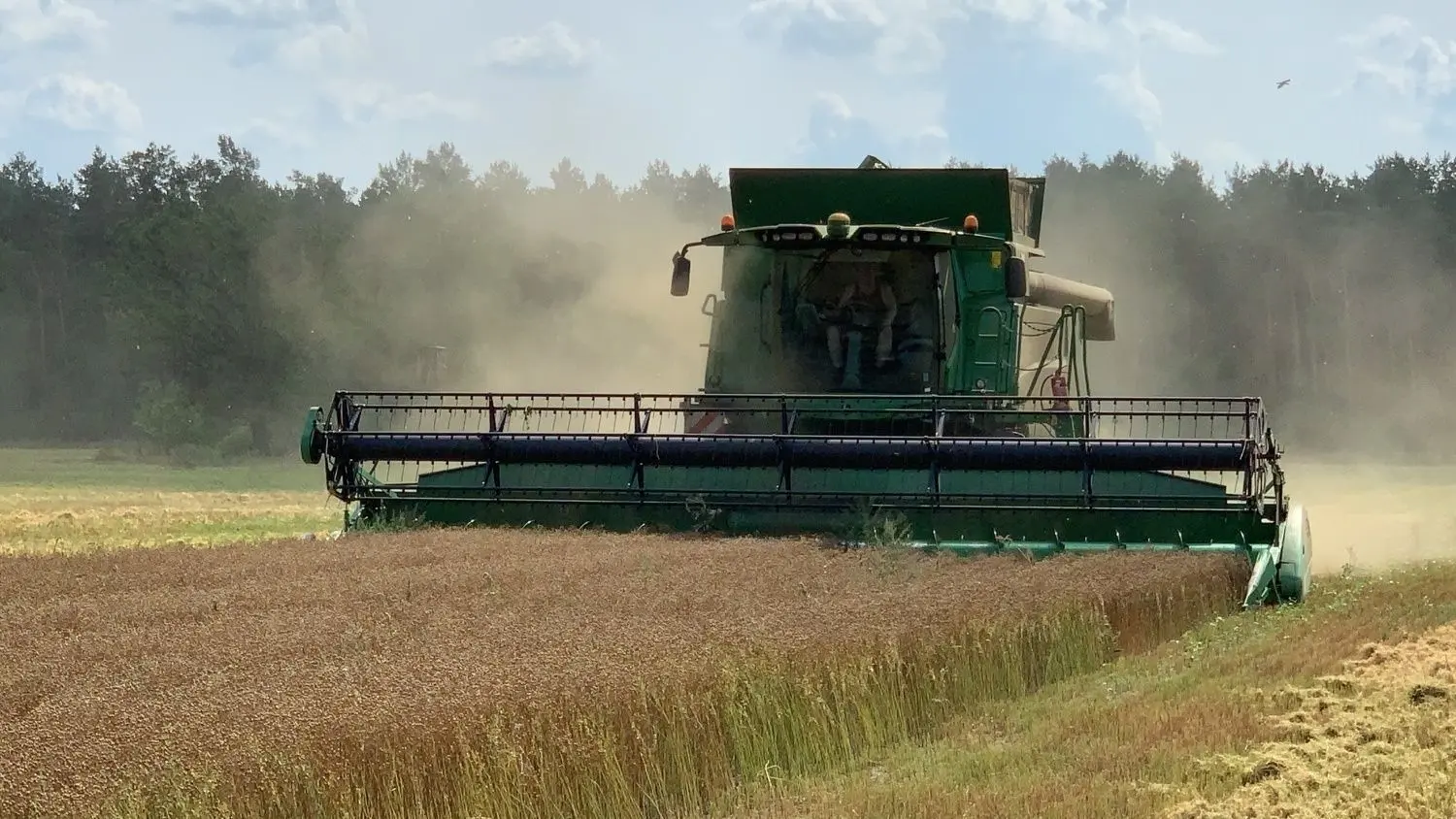 Lein wird bei der Agrargenossenschaft Dürrenhofe mit dem Mähdrescher geerntet.