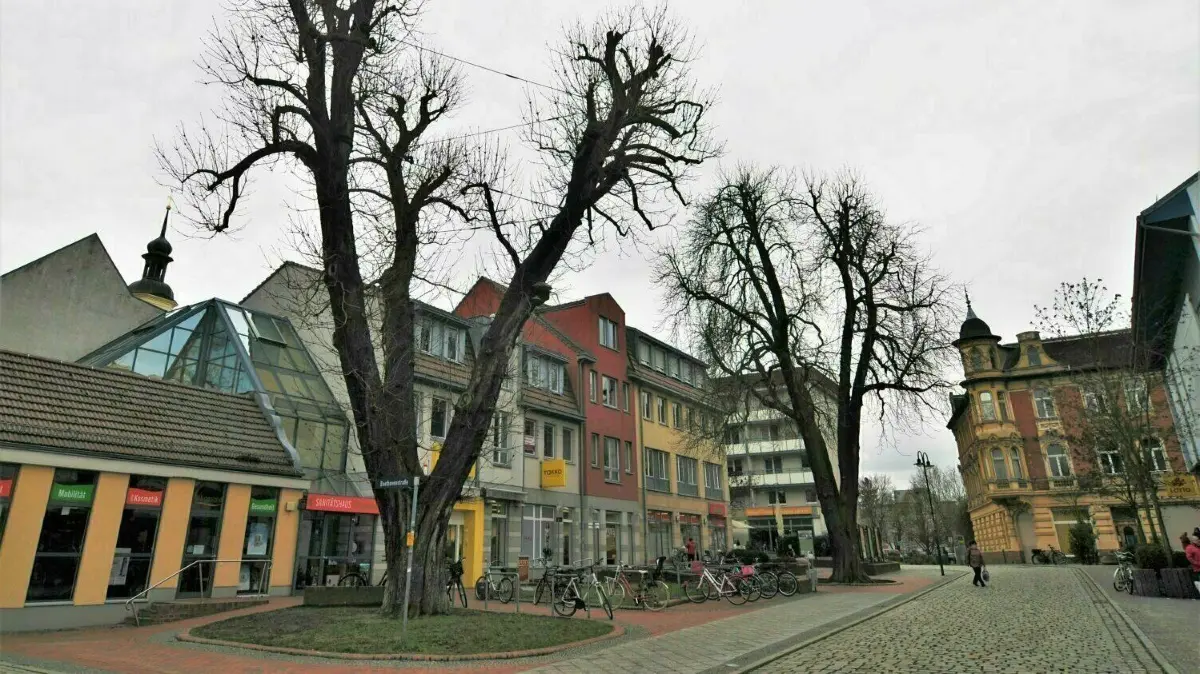 Eine Rosskastanie in der Forster Fußgängerzone noch vor der Fällung. Aber warum muss diese weichen?
Rosskastanie Forst Promenade