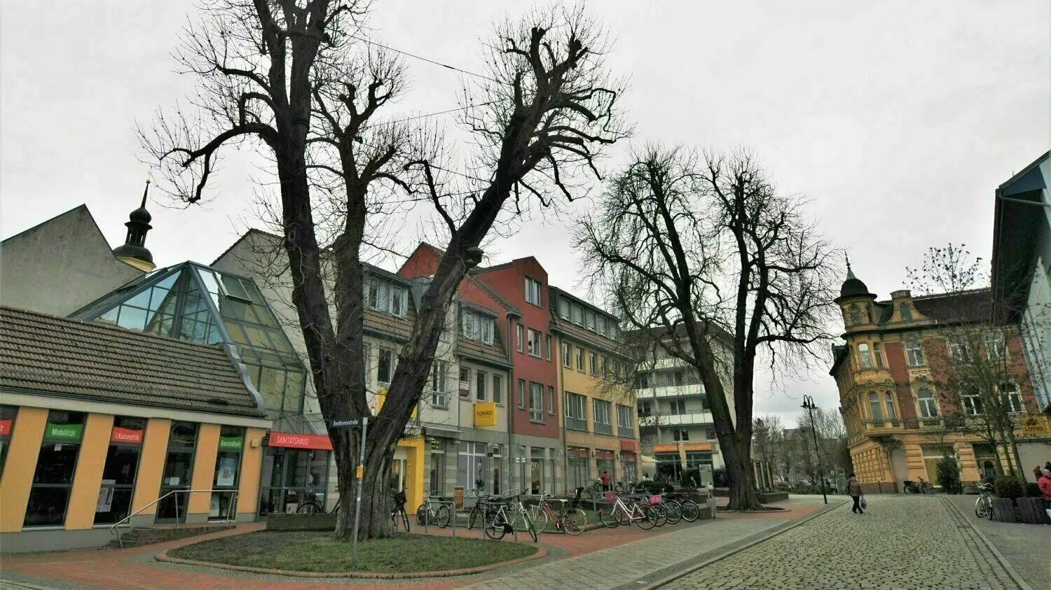 Eine Rosskastanie in der Forster Fußgängerzone noch vor der Fällung. Aber warum muss diese weichen?