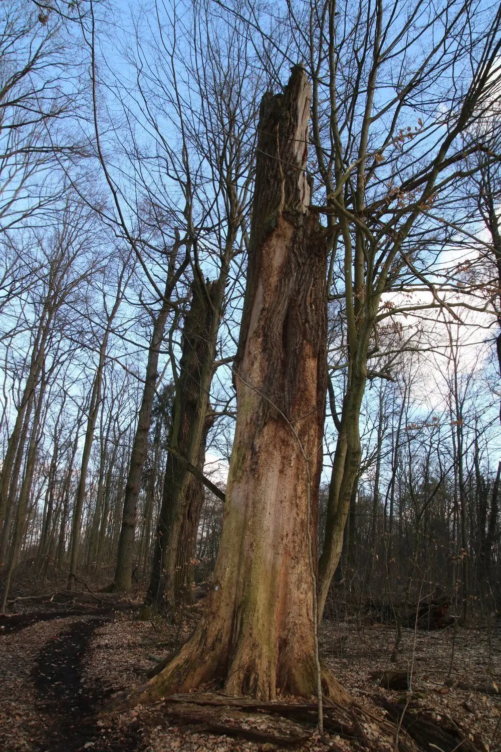Einige alte, abgestorbene Bäume bleiben im Buchenhain stehen. Sie sind Lebensraum für Insekten und Vögel.