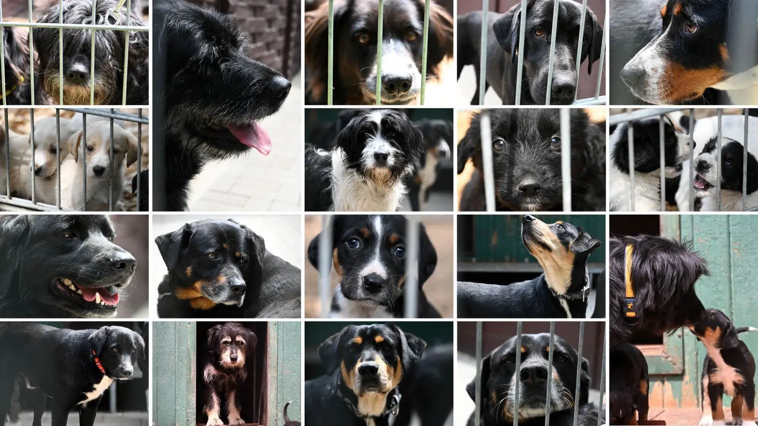 Die Kollage zeigt ein paar der 83 Hunde, die vom Veterinäramt von dem Grundstück in Herzberg geholt wurden.