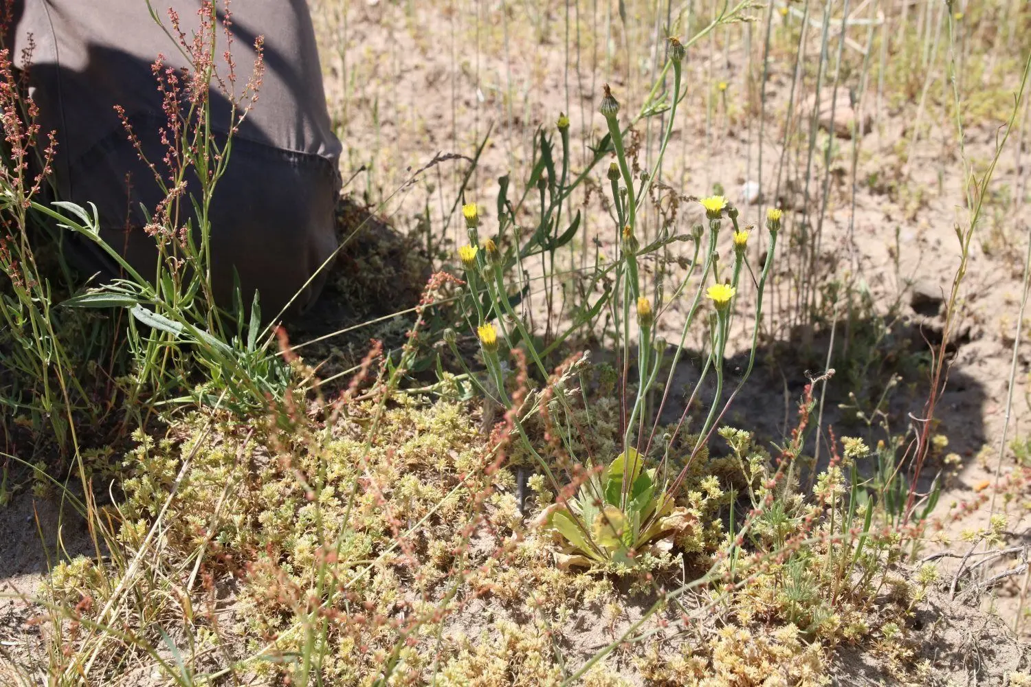 Lämmersalat gehört zu den schützenswerten Ackerunkräutern. Gedeiht er, profitieren auch andere Pflanzen- und Tierarten von den Bedingungen in diesem Lebensraum.
