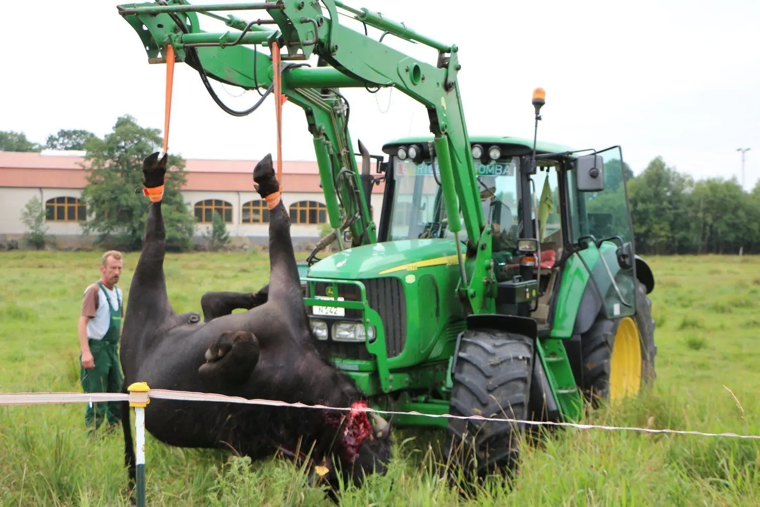 Jetzt geht's zum Fleischer. Ein Traktor verlädt den toten Wasserbüffel auf einen Hänger. Ein Jäger musste das Tier aus Dubring am 19. Juli erschießen, nachdem es am 16. Juli einen Bauern attackiert und schwer verletzt hatte.