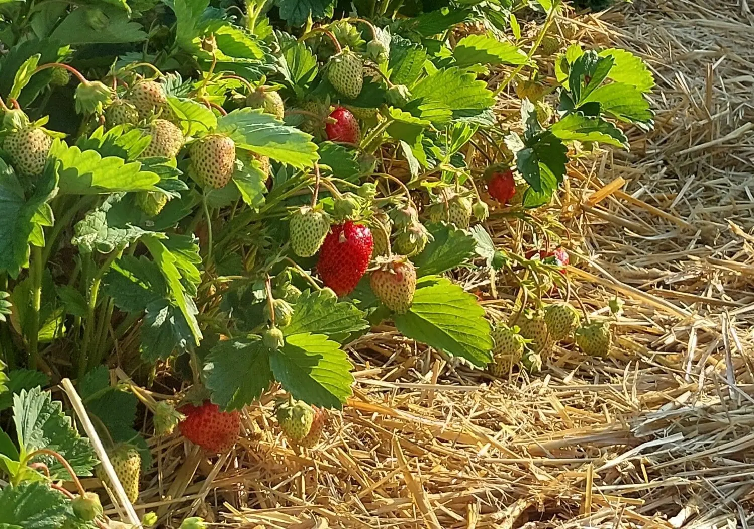 Die ersten Erdbeeren in Albertinenaue sind reif, die nächsten brauchen noch ein paar Tage.