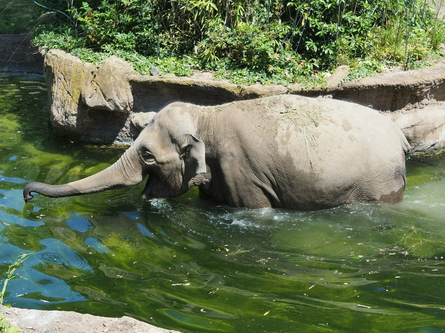 Elefantenkuh "Don Chung" badet im Wasserbecken der Außenanlage.