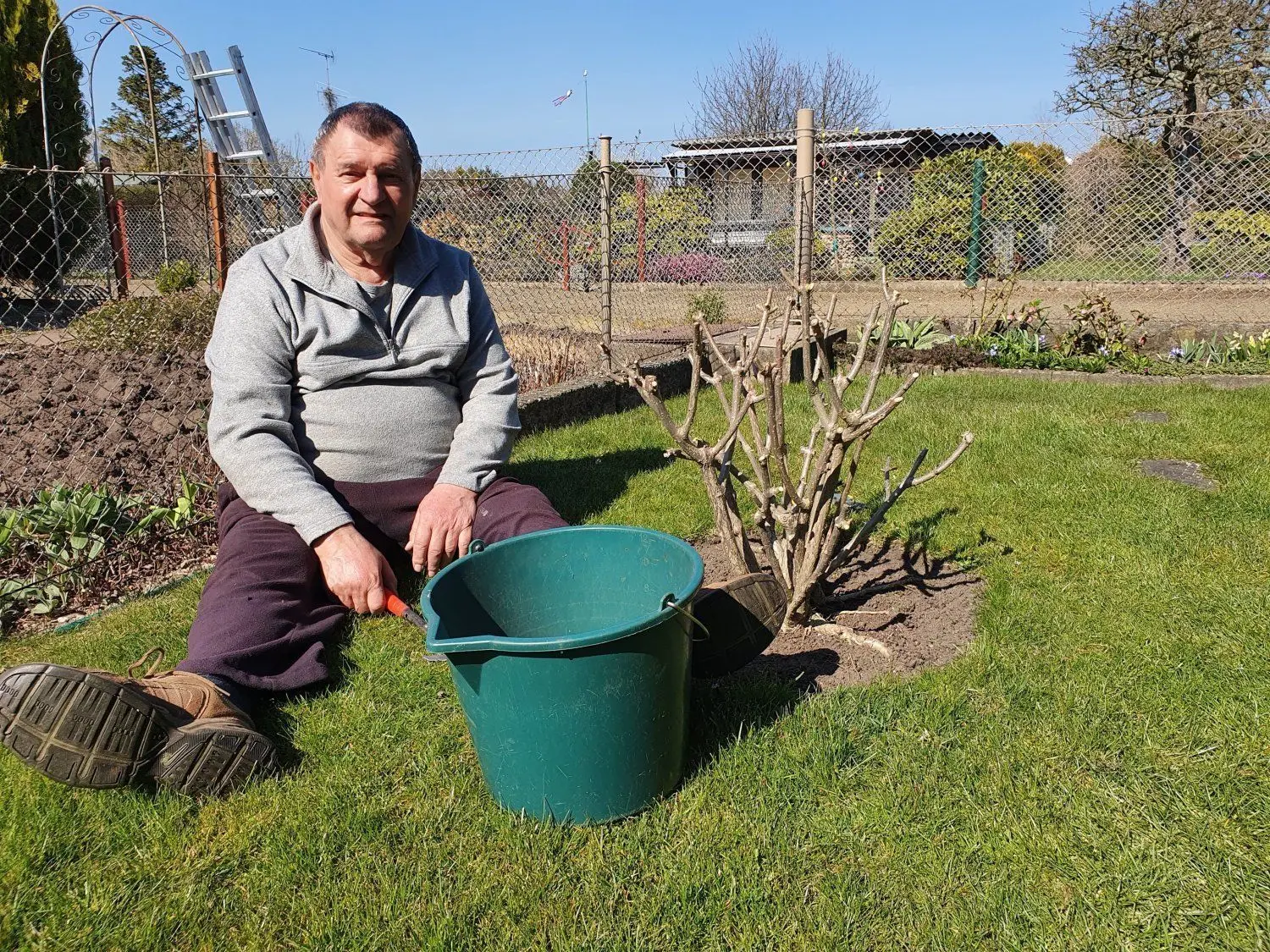 Josef Michel (81) aus Hoyerswerda schneidet den Rasen rund um die Rispenhortensie.