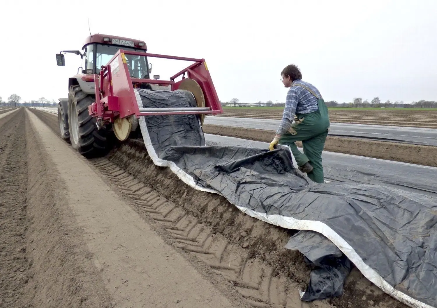 Auf etwa acht Hektar Land haben die Bergener Spargelbauern das Edelgemüse angebaut. Die ausländischen Erntehelfer, auf die die Lausitzer dringend angewiesen sind, sind in diesem Jahr gerade noch vor dem Einreisestopp angekommen.