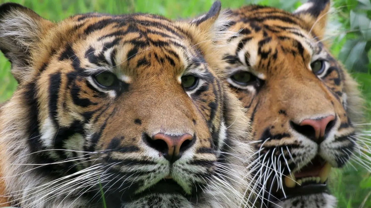 Sumatratiger Tangse (rechts) ist gestorben. Die Aufnahme zeigt ihn mit seinem Bruder Masat. Typisch für die Tigerunterart sind die markanten Backenbärte.