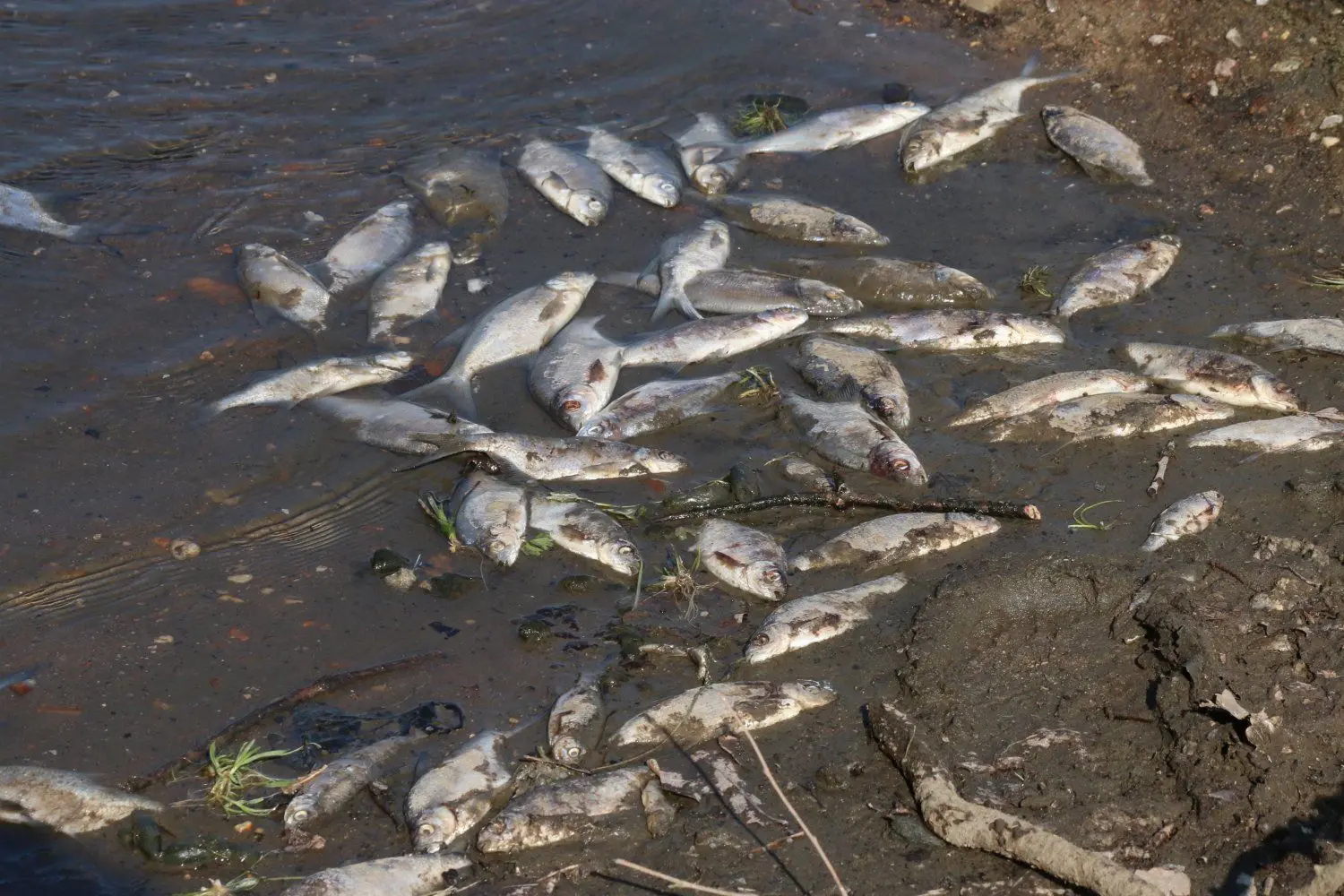 Fischsterben am Körbaer Teich.