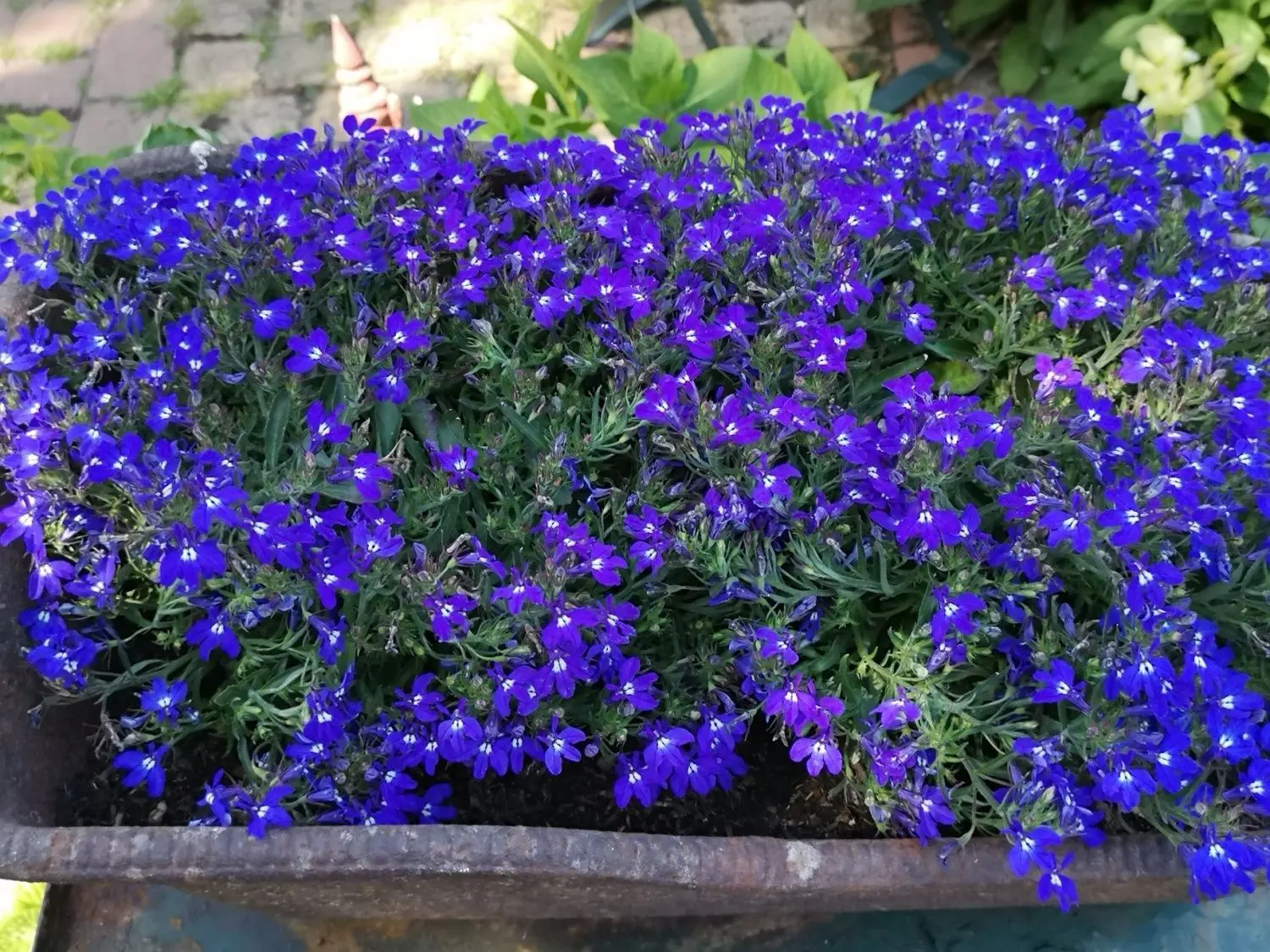 Die Gartenidylle mit vielen Details von Barbara Vizethum in Zeckerin.