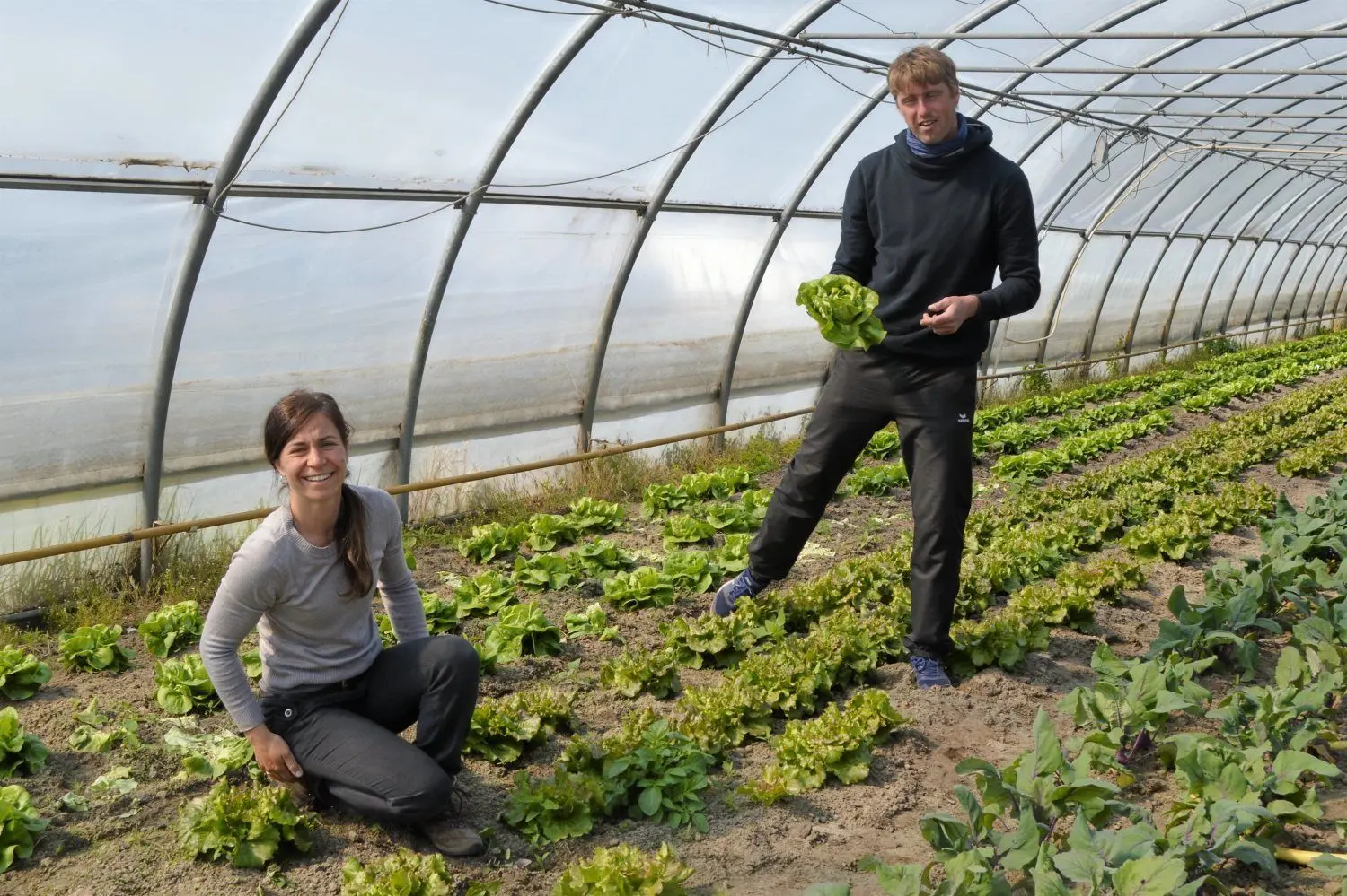 Juliane und Christian Kochan vom ökologischen Gartenbaubetrieb Sonnentau ernten in Kolkwitz schon knackfrischen Salat für ihre Biokisten.