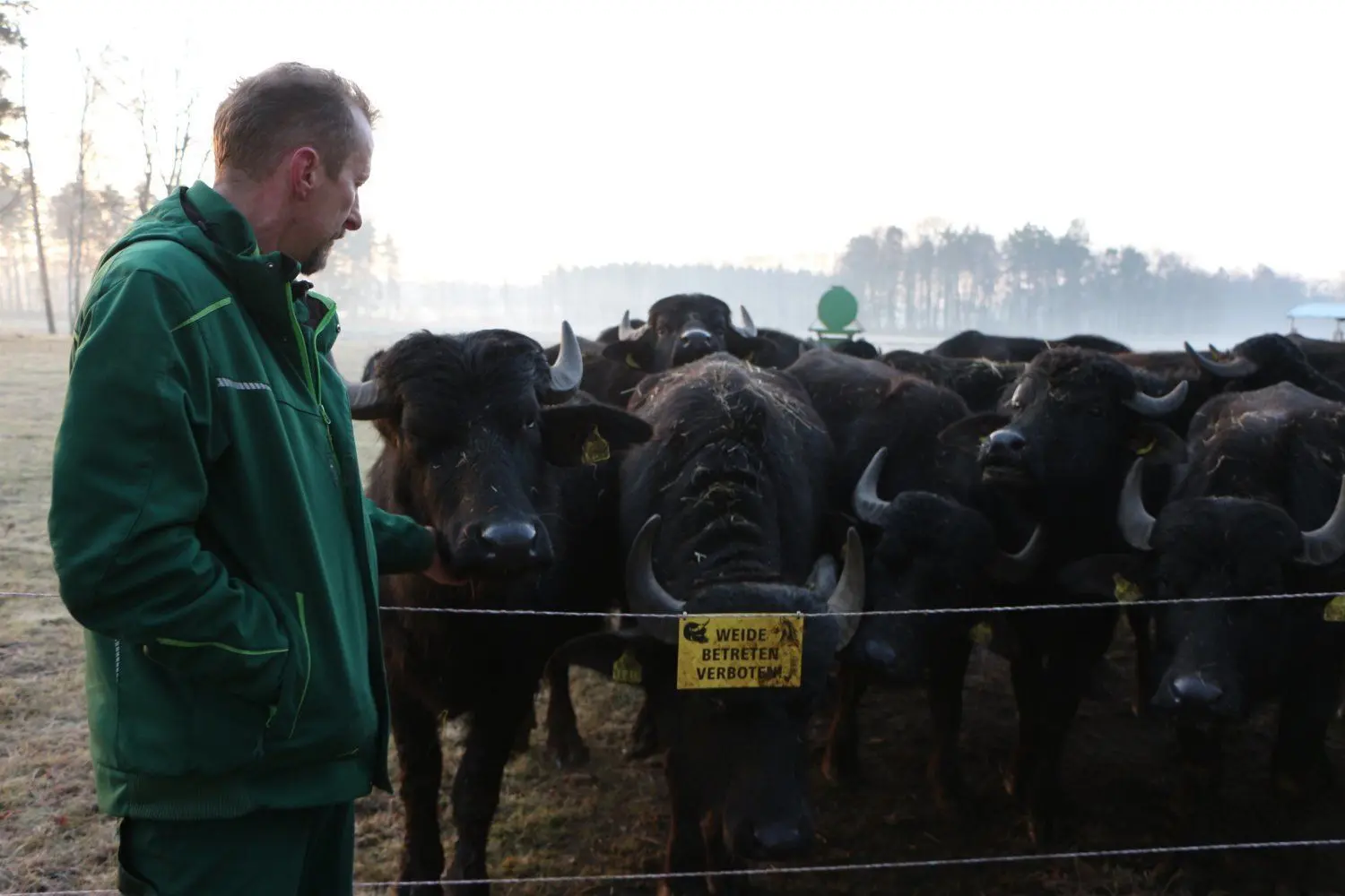 Auch der neue Stier von Bauer Enrico Pilz ist bereits wieder tot, weil er giftige Kräuter fraß. Nur die Weibchen - hier auf der Winterkoppel in Eutrich bei Königsbrück - sind offenbar resistent gegen das Jakobskreuzkraut.
