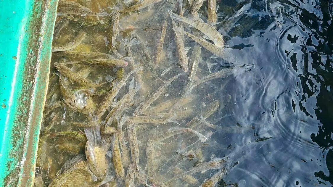 Diese jungen Zander sind einen Sommer alt. Im Groß Leuther See haben sich die Fische in den vergangenen zwei Jahren wieder gut vermehrt.