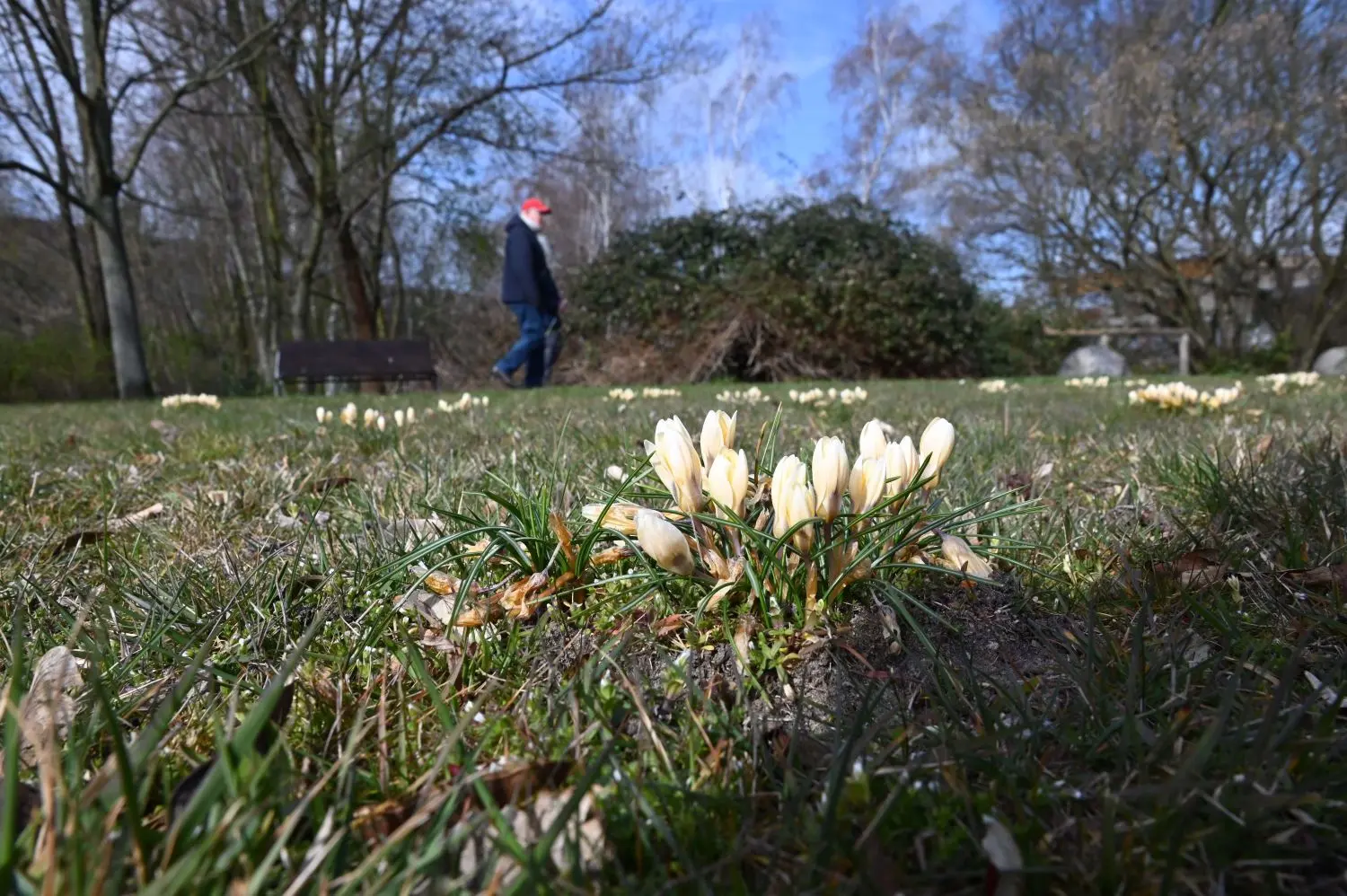 Einsame Spaziergänger erfreuen sich am aufblühenden Schmellwitz.