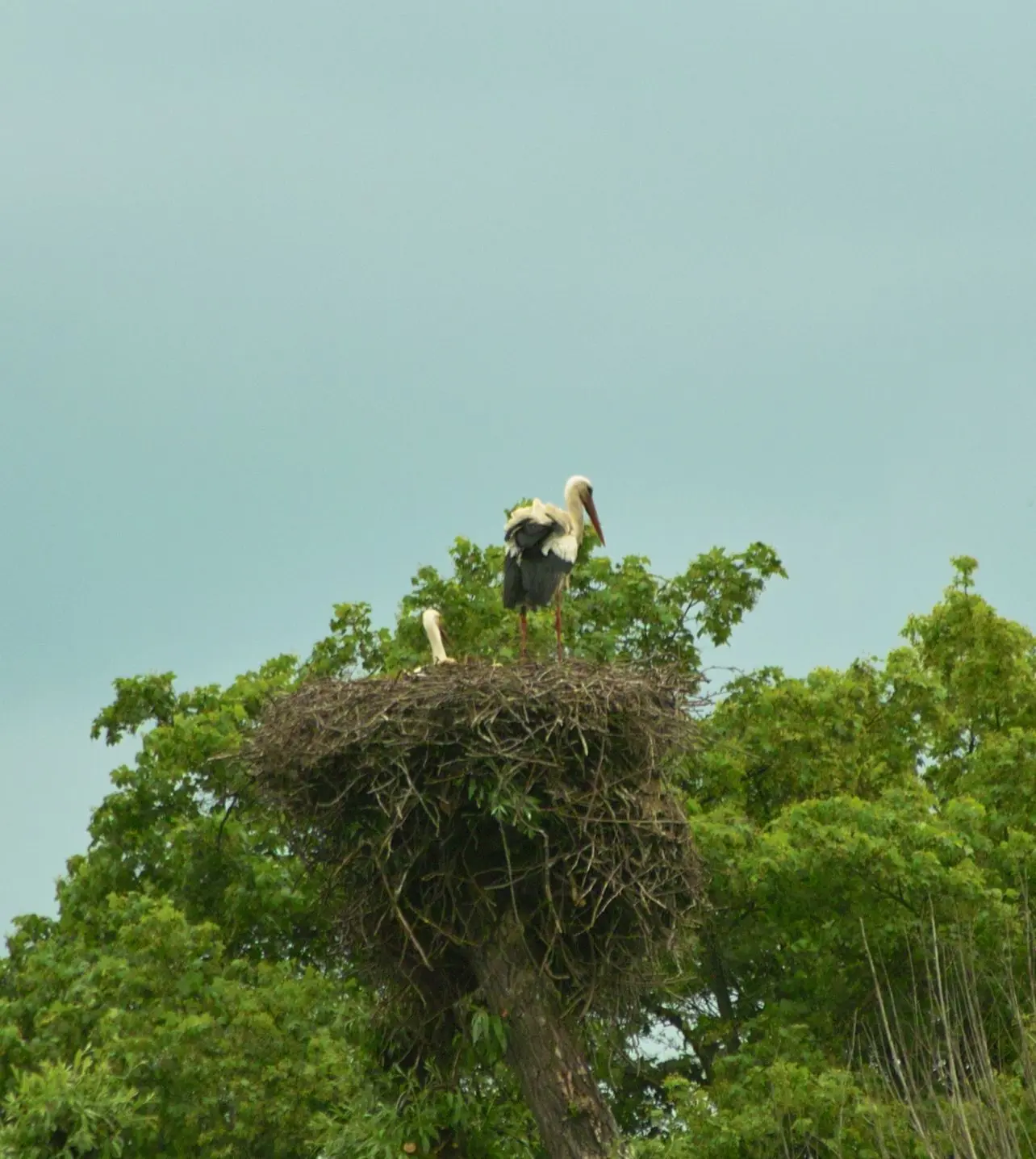 Auf einem abgesägten Baum hat es sich dieses Storchenpaar bequem gemacht. Der Horst wächst zehn bis 12 Zentimeter pro Jahr und kann mehrere Hunder Kilogramm schwer werden.