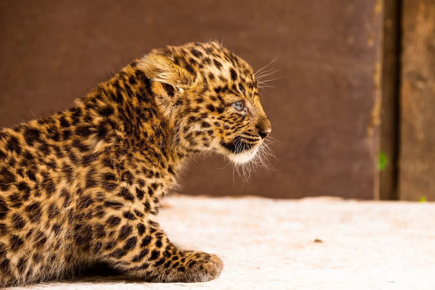 Es ist zurzeit das einzige China-Leoparden-Baby Deutschlands: der Nachwuchs im Zoo Hoyerswerda.