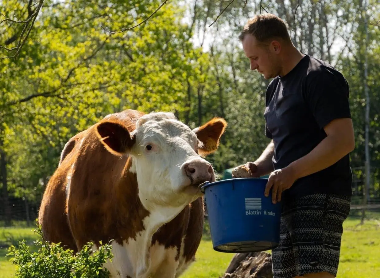 Toni Gäbler und die Fleckviehkuh Heidi, die nicht geschlachtet wird.
