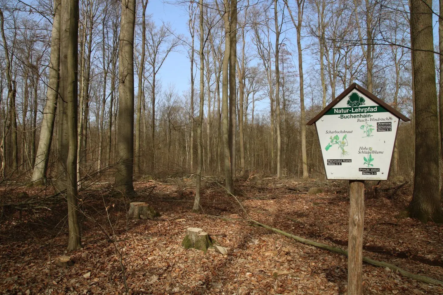 Direkt am Naturlehrpfad wurden Buchen, Erlen, Eichen und Ulmen gefällt.