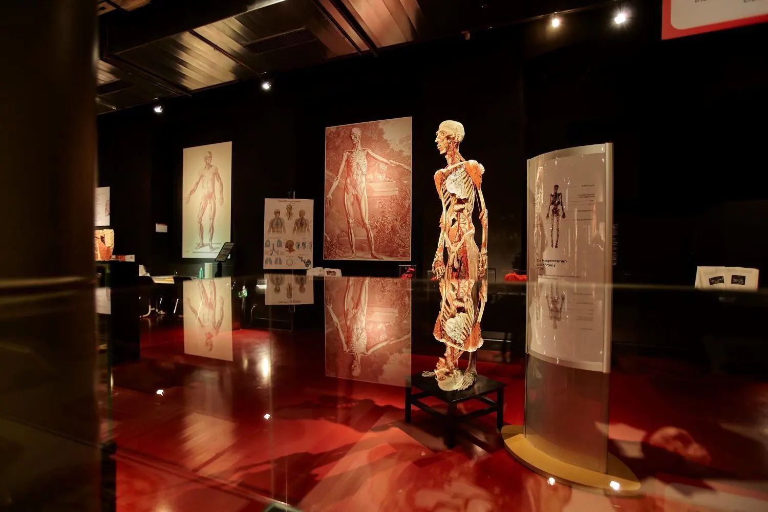 Die Ausstellung bietet jede Menge faszinierende Einblicke in die Welt des menschlichen Körpers.