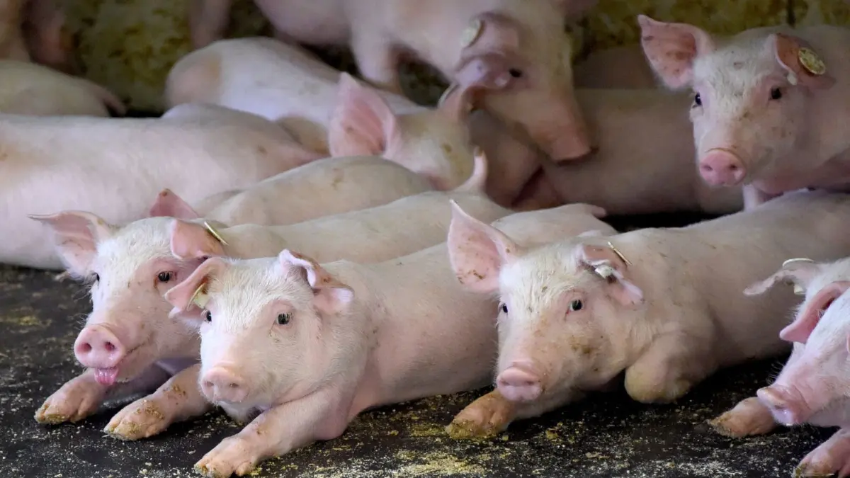 Schweinezucht soll es in Zukunft weiterhin im Spremberger Ortsteil Wadelsdorf geben. Ein Unternehmen hat bei der Stadt die Aufstellung eines Bebauungsplanes beantragt. (Symbolfoto)
ARCHIV - Ferkel liegen am 17.08.2015 in Krummbek (Schleswig-Holstein) in einer Schweinezucht. Nach Auffassung des Landesbauernverbandes können die Landwirte auf Antibiotika in der Tierhaltung nicht verzichten. (zu dpa «Landwirte bestehen auf Antibiotika in der Tierhaltung» vom 20.11.2017) Foto: Carsten Rehder/dpa +++(c) dpa - Bildfunk+++