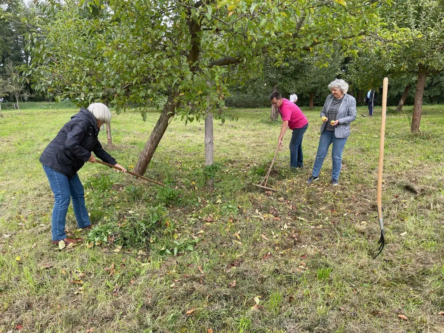 Die diesjährige Ernte auf der Stradower Streuobstwiese fand mit der Bürgerstiftung Kulturlandschaft und dem Vetschauer Bürgermeister statt.