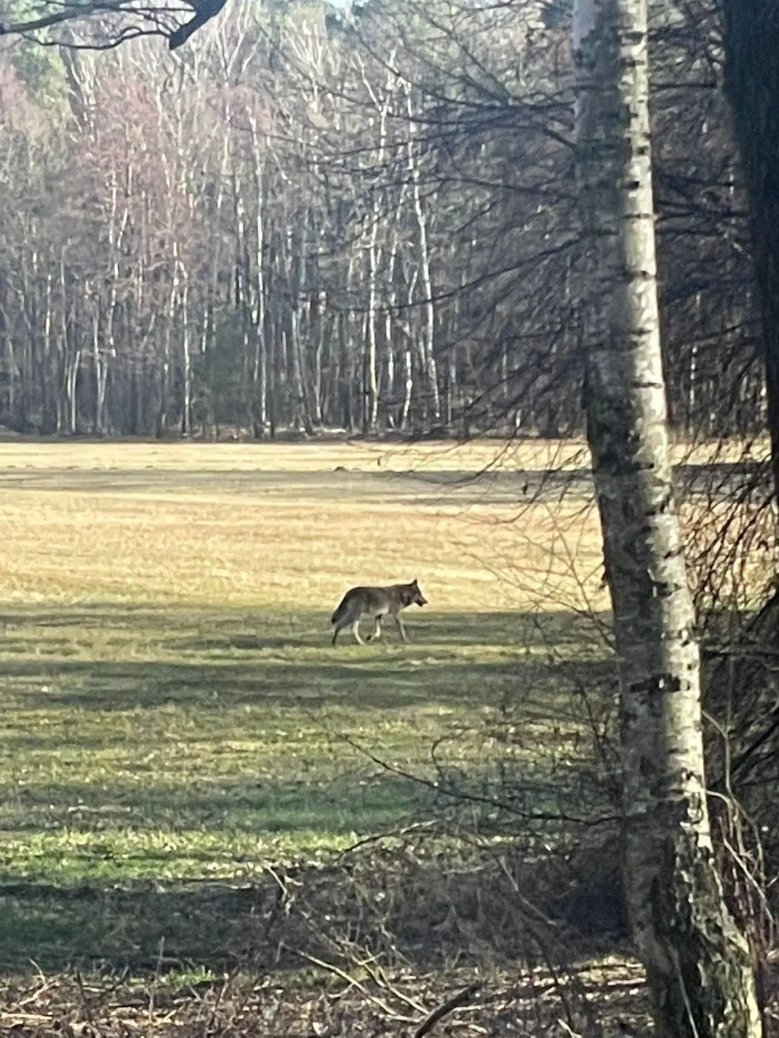 Das Bild von einem Wolf in der Nähe der Kutzeburger Mühle stammt von einem Rundschau-Leser.