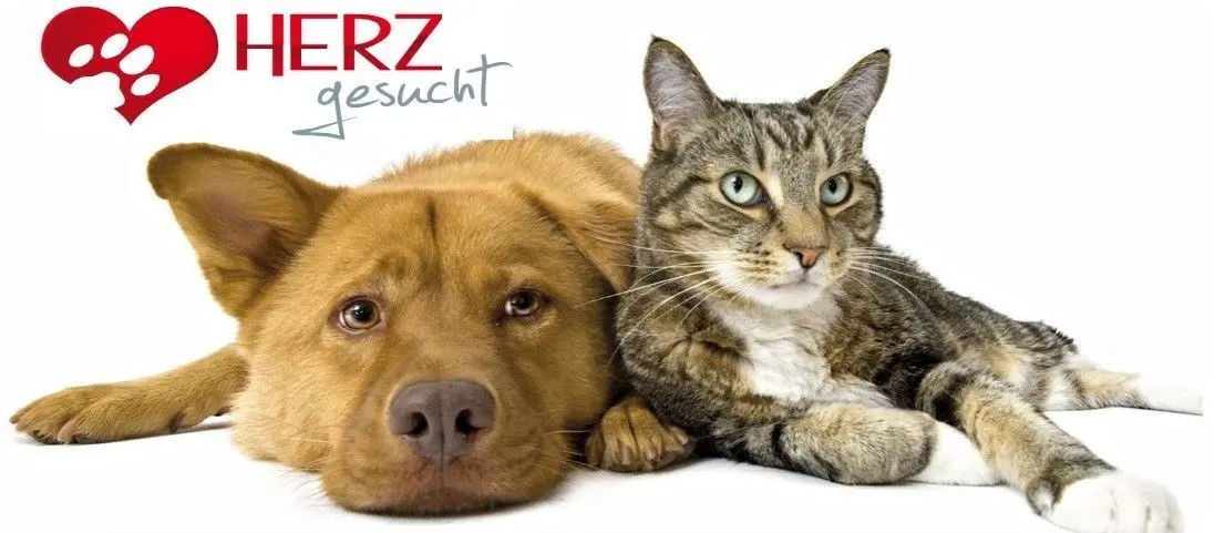 Mit diesem Logo wirbt der Tierschutzverein Tierhilfe Südbrandenburg e.V. auf allen "Kanälen" um Unterstützung.