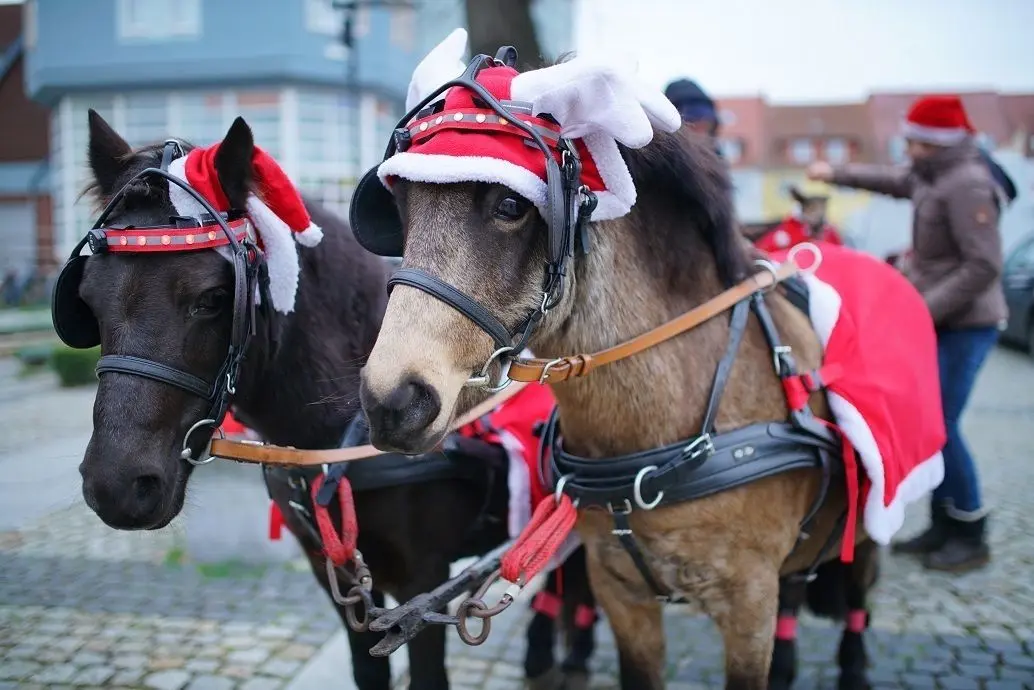 Vierbeinige Weihnachtsmützenträger erwarten die Gäste für eine kleine Rundtour per Kutsche durch die Spreewaldstadt vom Lübbener Marktplatz aus.