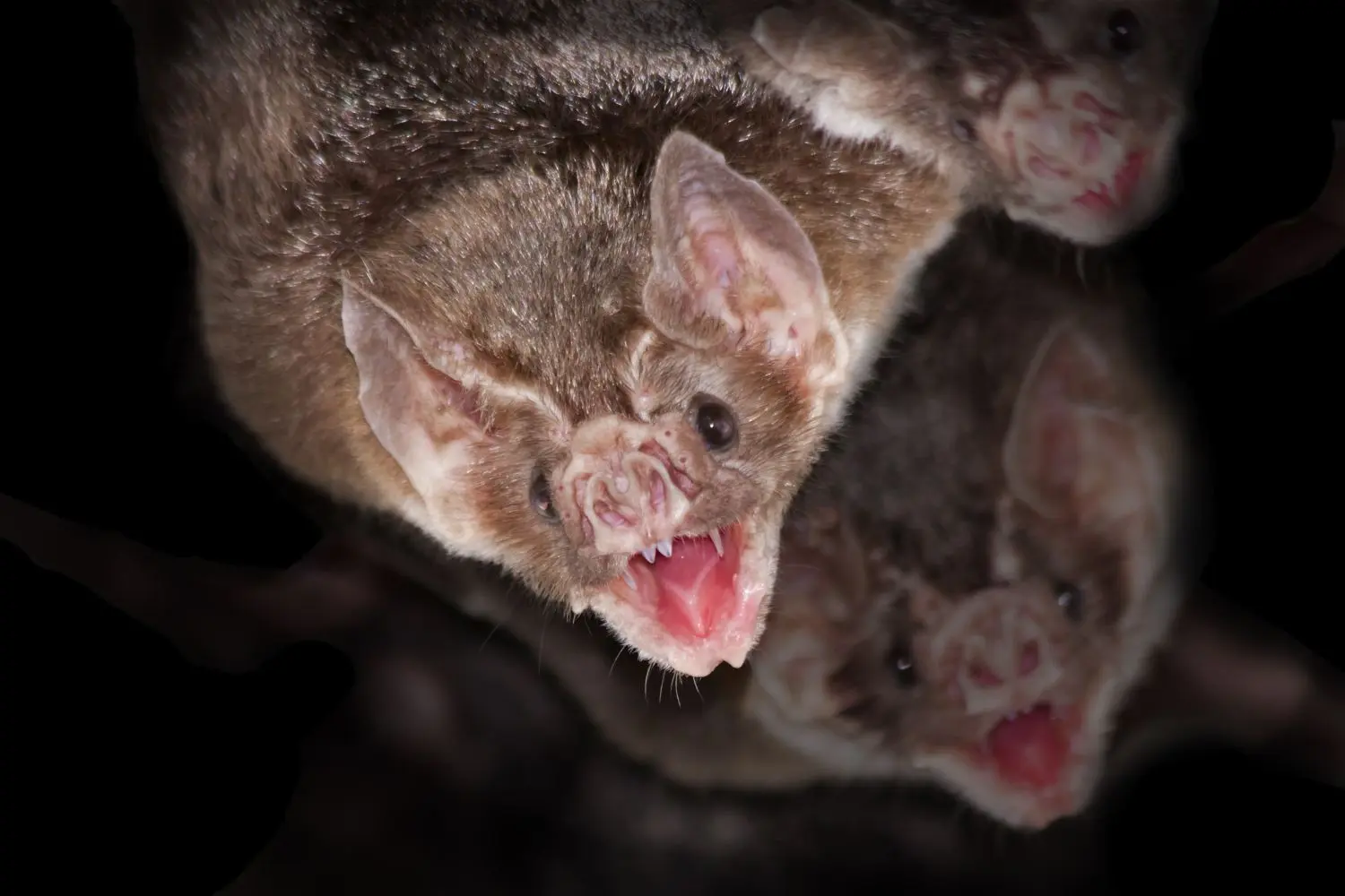 Vampirfledermäuse füttern hungrige Artgenossen. Das zeigt eine aktuelle Studie.