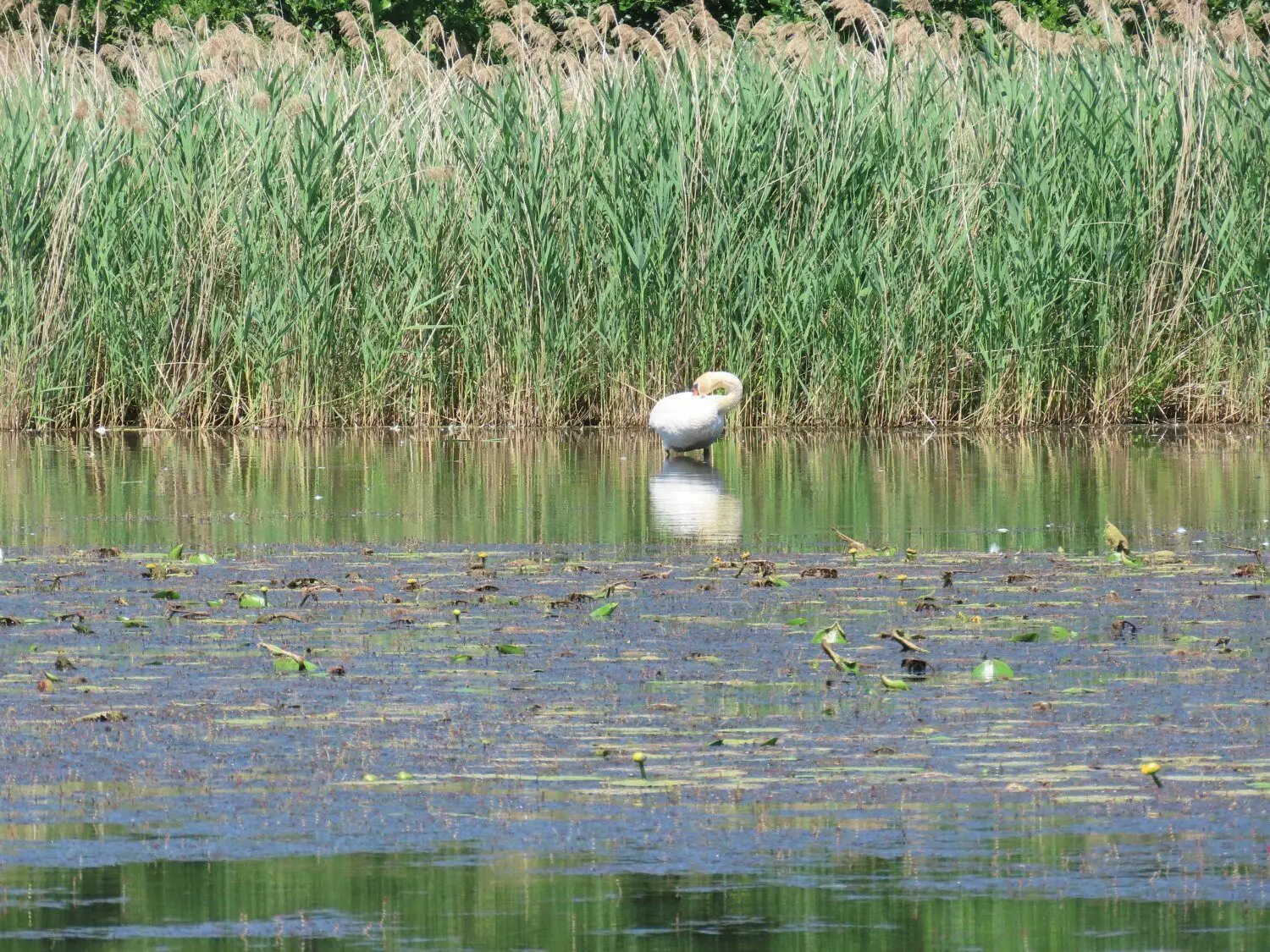 Der Wasserstand ist extrem niedig: Der Schwan kann im Wasser stehen.