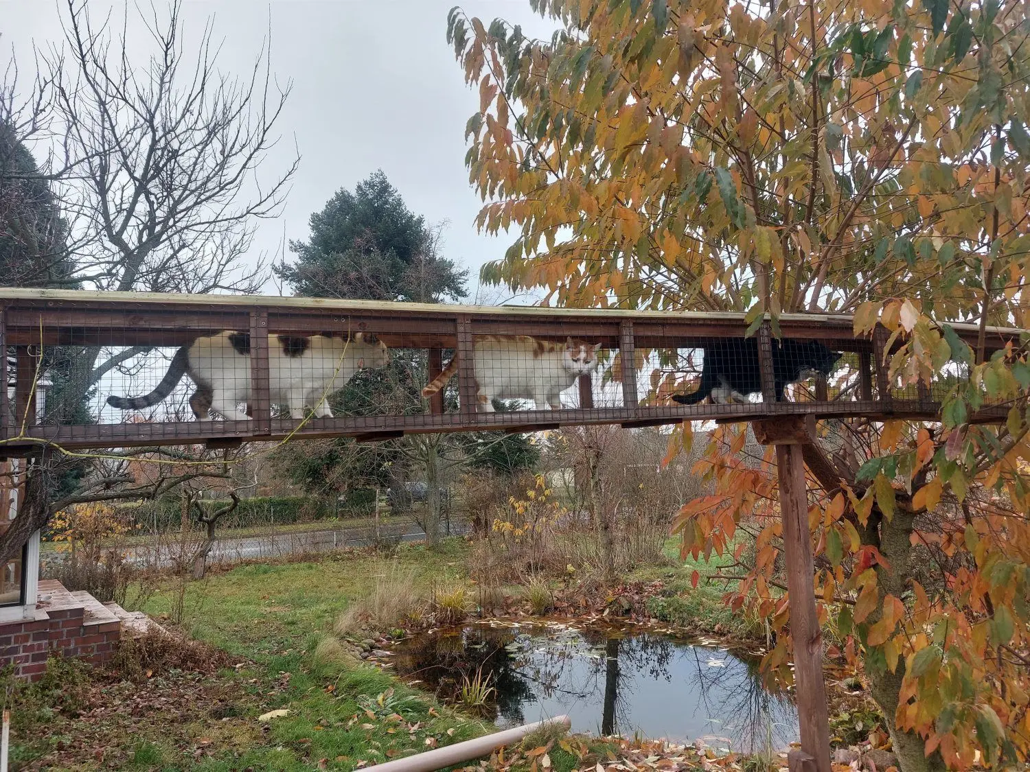 Eine Brücke verbindet Haus und Außengehege. Die Katzen von Andreas Haupt, die er nicht vermitteln will, bleiben in seinem Privatbestand auf dem Anwesen in Laasow.