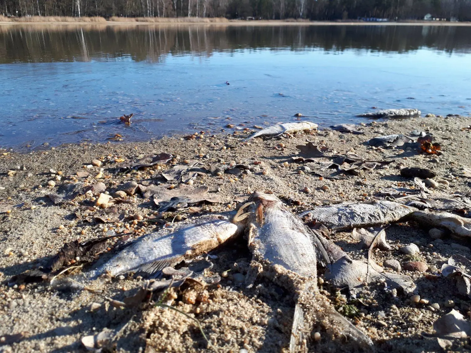 Hunderte tote Fische modern derzeit am Rand des Körbaer Teichs vor sich hin.