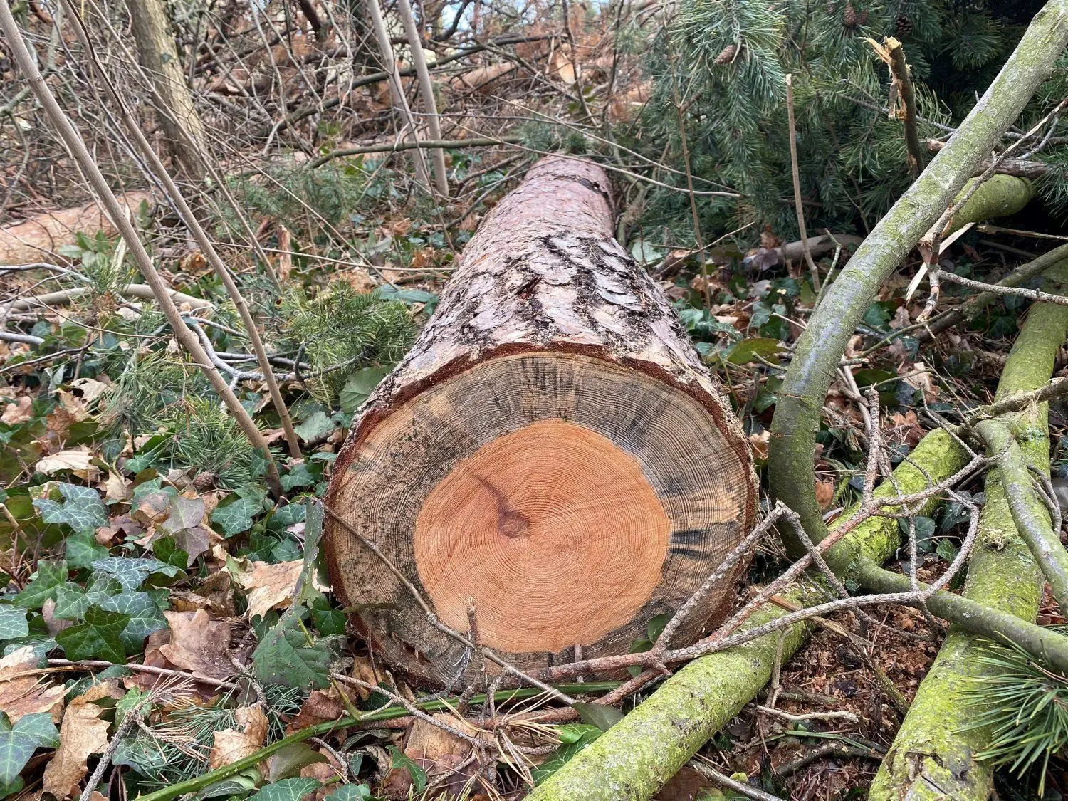 Waldumbau In der Branitzer Siedlung: Der Wald auf dem Böcklinplatz ist von Pilzen und Insekten befallen. Im Querschnitt ist zu sehen, dass der Baum von der Blaufäule befallen ist. Das Holz ist nur noch als Brennholzz zu gebrauchen.