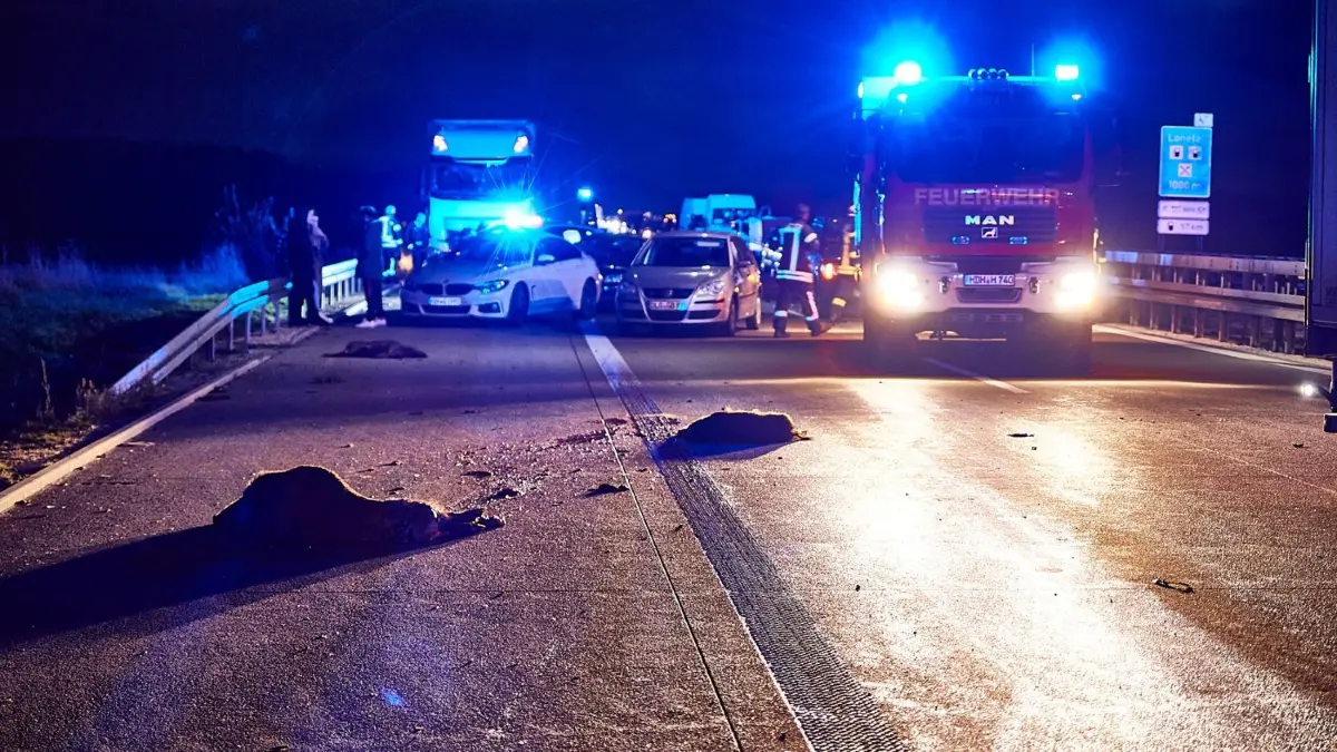 Wildschweine liegen auf der A7. Bei dem Unfall wurden zwei Menschen schwer verletzt.
04.11.2022, Baden-Württemberg, Giengen an der Brenz: Wildschweine liegen am Abend auf der Autobahn 7. Bei einem Unfall mit Wildschweinen und einem Sattelzug auf der Autobahn 7 sind zwei Menschen so schwer verletzt worden, dass sie ins Krankenhaus mussten. Foto: Markus Brandhuber/Ostalb Network/dpa +++ dpa-Bildfunk +++