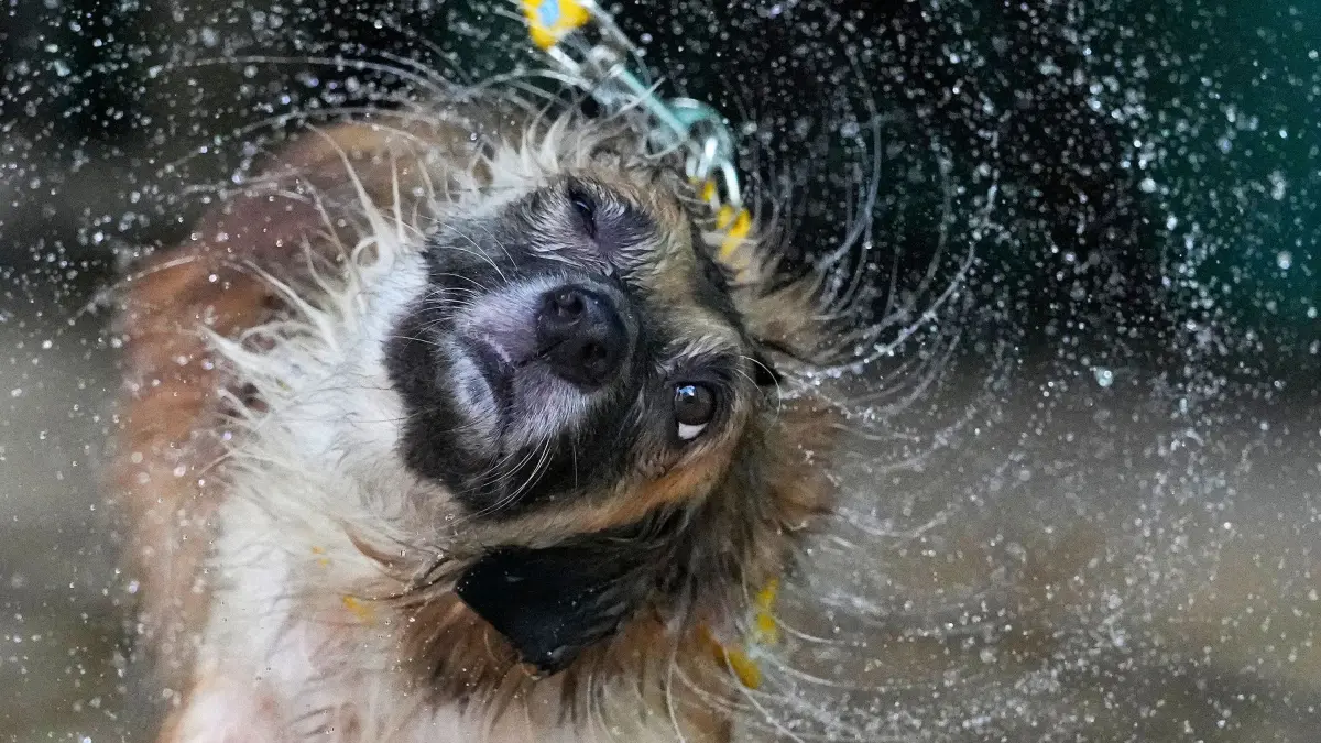 Hitze auf den Philippinen: 03.04.2024, Philippinen, Quezon: Ein Hund namens Roxy schüttelt nach einem Bad zur Abkühlung an einem heißen Tag das Wasser von seinem Kopf ab. Das Wetteramt sagte dem Land aufgrund des El-Nino-Phänomens weiterhin sehr heiße Tage voraus. Foto: Aaron Favila/AP/dpa +++ dpa-Bildfunk +++