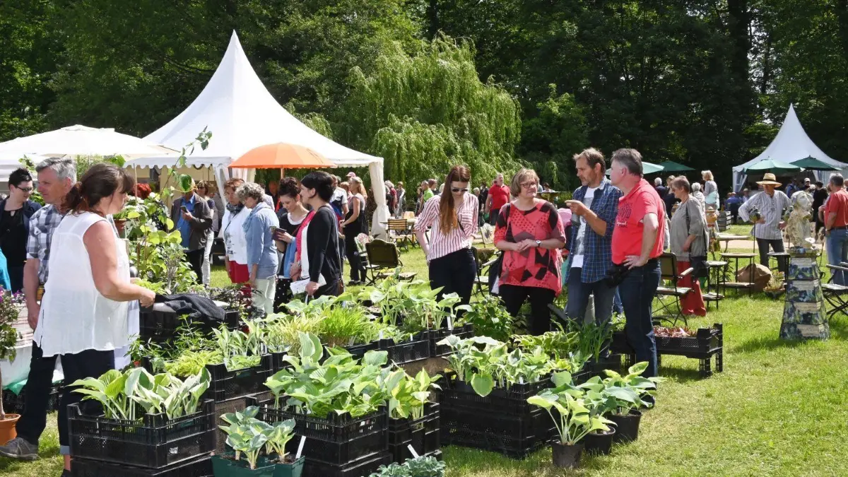 Das Gartenfestival Park & Schloss Branitz lockte am Wochenende Tausende Besucher in den Branitzer Park. Erstmals gab es Führungen durch die Baumuniversität. Zu den Höhepunkten gehörte der Blumensteckwettbewerb unter Schirmherrschaft von Elke Gräfin von Pückler.
Gartenfestival Park & Schloss Branitz „Pückler und die wilde Mark“ 2019.Das Gartenfestival Park & Schloss Branitz lockte am Wochenende Tausende Besucher in den Branitzer Park. Erstmals gab es Führungen durch die Baumuniversität Zu den Höhepunkten gehörte der Blumensteckwettbewerb unter Schirmherrschaft von Elke Gräfin von Pückler. Das Festival stand unter dem Motto „Pückler und die wilde Mark“. Der Fürst selbst ließ in seinem Park viele regional bewährte Arten pflanzen. In der Baumuniversität werden genetisch identische Bäume nach historischem Vorbild verschult und später als Ergänzung oder Ersatz im Park gepflanzt. Die Gärtner der Stiftung ermöglichten bei ihren Führungen Einblicke in ihre Arbeit. Zum Unterhaltungsprogramm gehörten kulinarische Schauvorführungen unter anderem mit dem Luckauer Konditor René Klinkmüller. Fernsehgärtner Hellmuth Henneberg plauderte über seine Gartenerfahrungen vor und hinter der Kamera In Fachvorträgen vermittelten Experten Spezialwissen zu Pflanzung und Pflege von Stauden, Rosen oder Kakteen. Kinder konnten basteln, klettern und sich an geführten Spaziergängen beteiligen.