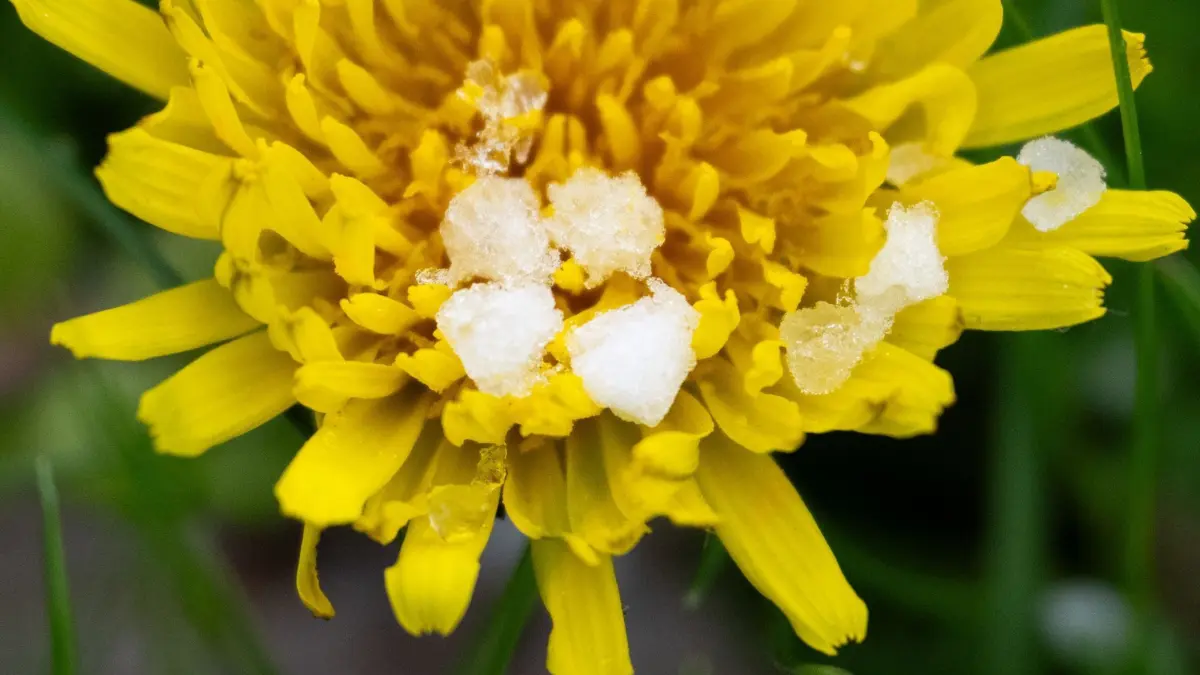 Graupel