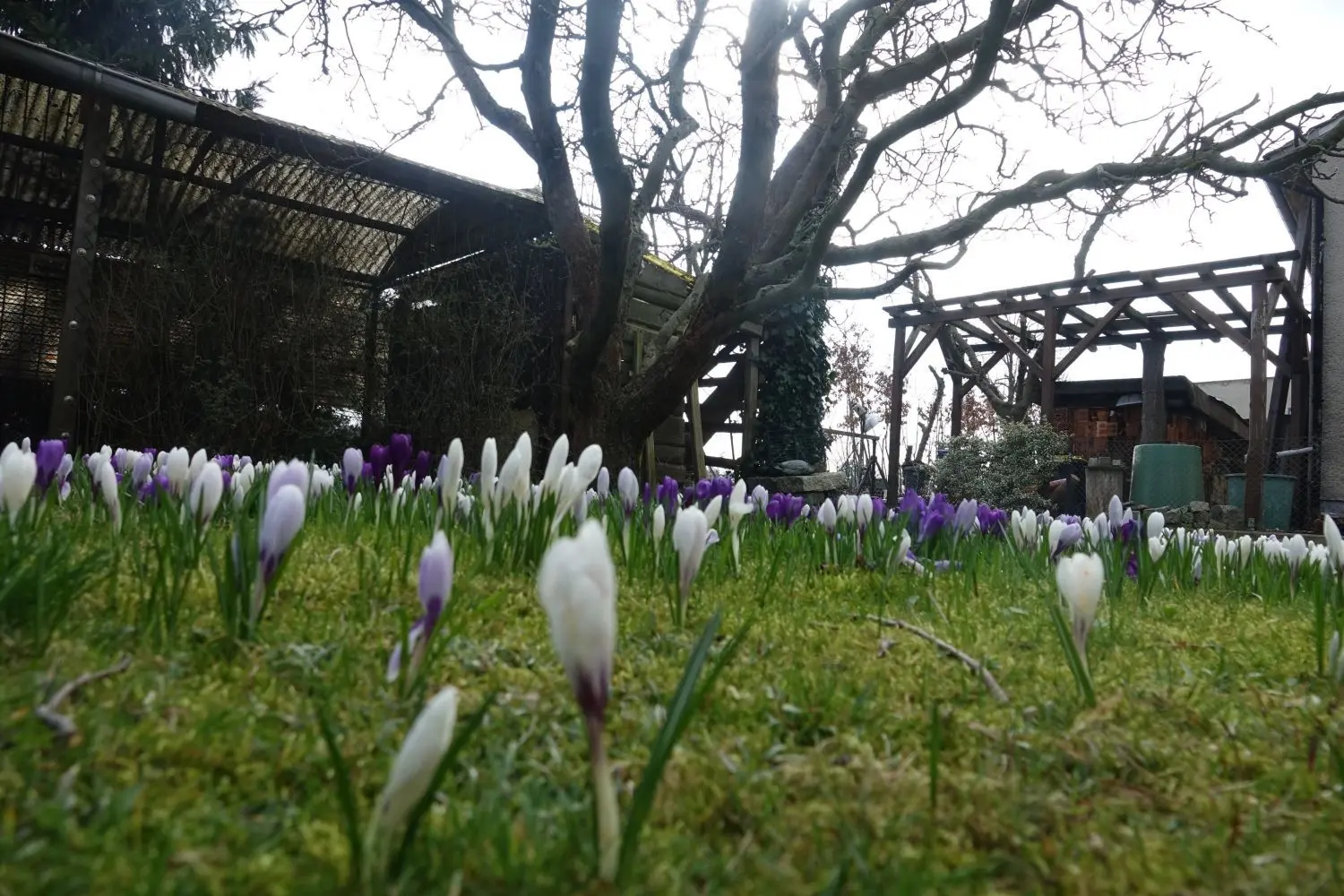 Die Krokusinsel unterm Apfelbaum im Garten von Reiner Funke.