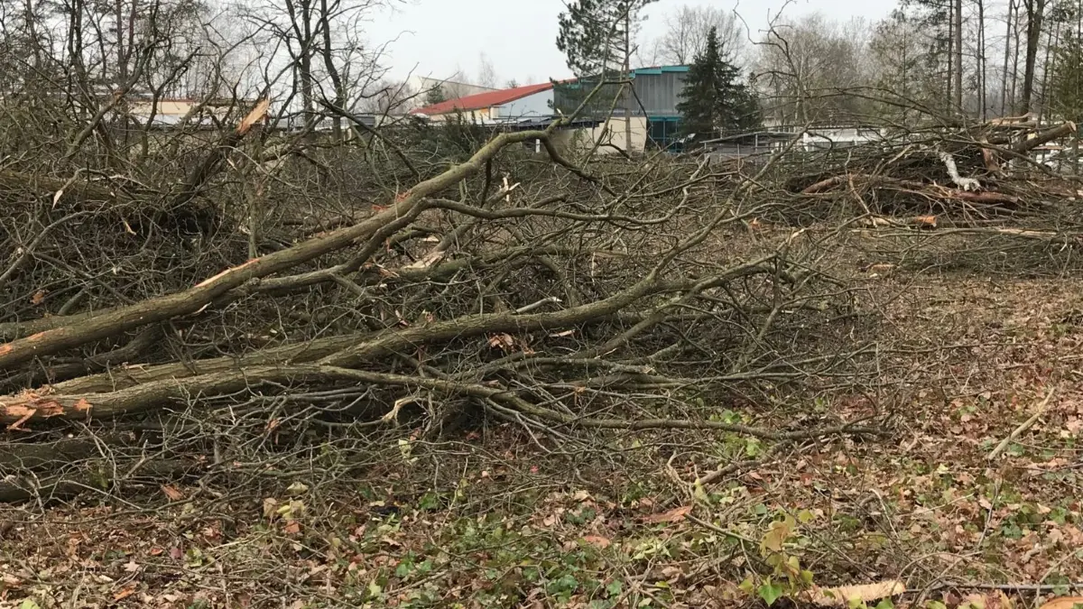 Dieses Wäldchen im Westen der Kernstadt ist nun teilweise verschwunden. Vor allem Kiefern und Eichen kamen unter die Sägen.
Dieses Wäldchen im Westen der Kernstadt ist nun teilweise verschwunden. Vor allem Kiefern und Eichen kamen unter die Sägen.