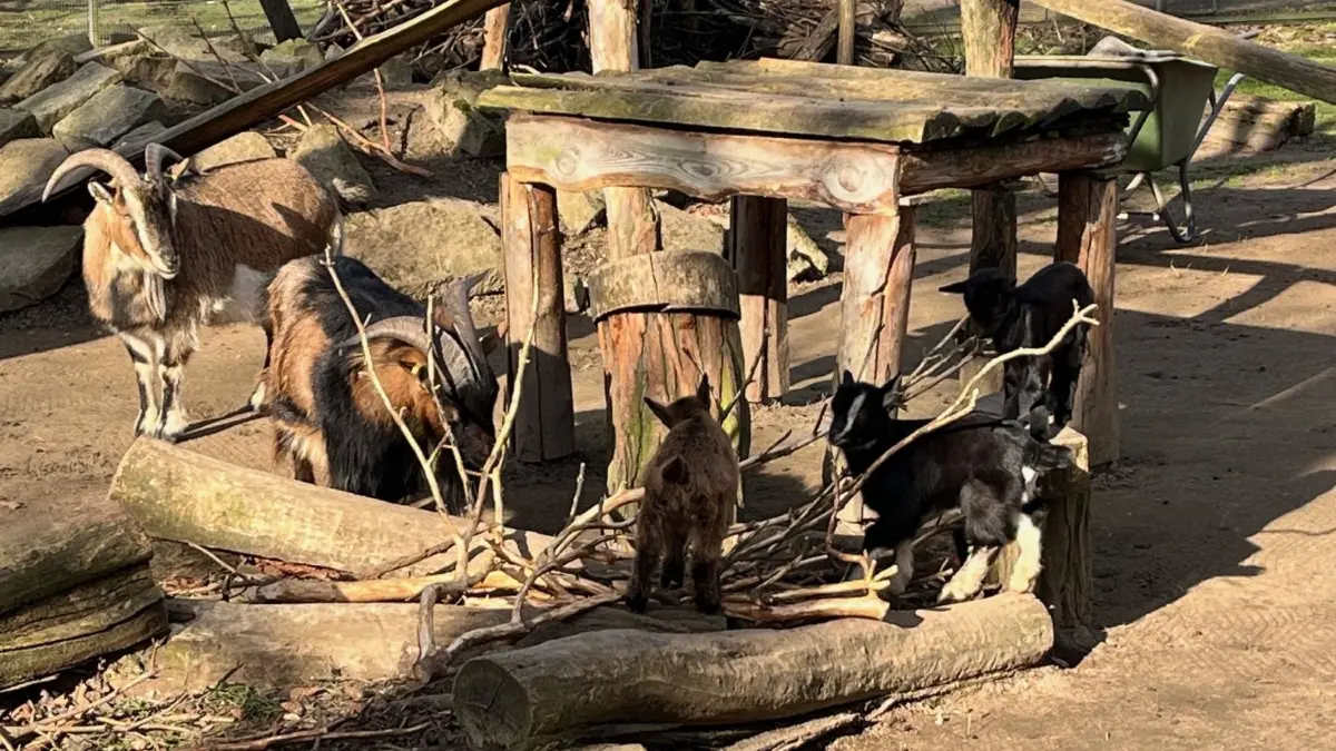Der Nachwuchs der afrikanischen Zwergziegen im Herzberg Tierpark. Die Kleinen sind schon oben auf.
Der Nachwuchs der afrikanischen Zwergziegen im Herzberg Tierpark. Die Kleinen sind schon oben auf.