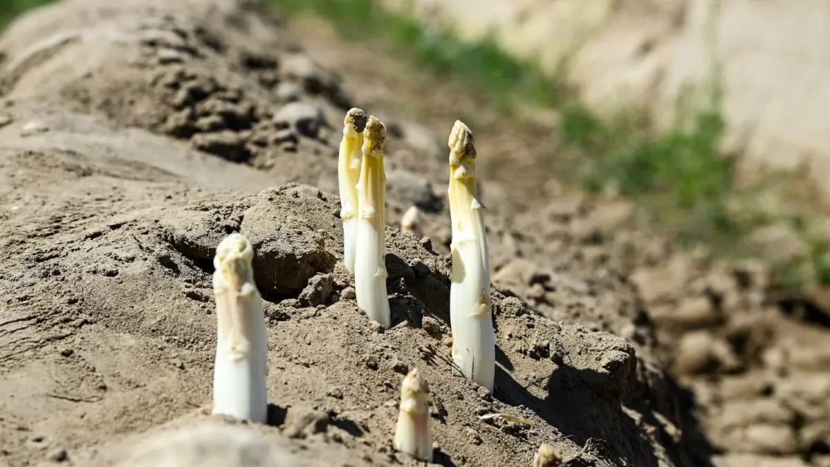 Die angekündigten warmen Sonnenstrahlen werden den Spargel auch in Sallgast in den nächsten Wochen aus der Erde locken.
ARCHIV - 21.06.2022, Brandenburg, Beelitz: Auf einem Spargelfeld wächst nach dem Abräumen der Folien der Spargel aus der Erde (zu dpa: «Frühstart für Spargel - Erzeuger erwarten gute Saison») Foto: Jens Kalaene/dpa +++ dpa-Bildfunk +++