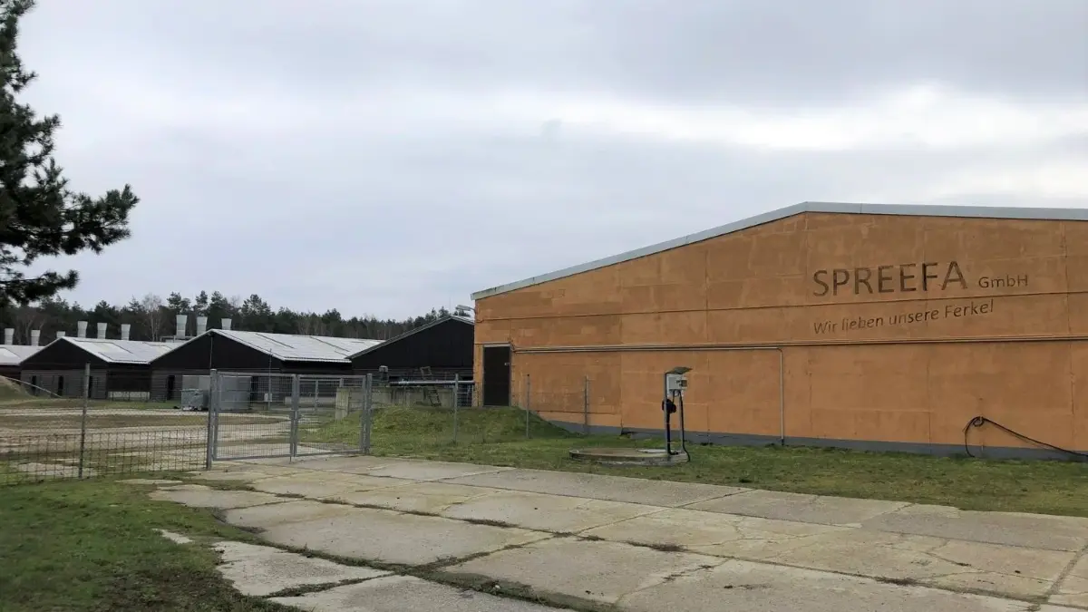 Insgesamt zehn Ställe gehören zur stillgelegten Schweinezucht–Anlage im Spremberger Ortsteil Wadelsdorf. Dort will ein Investor in Zukunft Ferkel züchten und eine Biogasanlage bauen.
Die Schweinezucht-Anlage in Wadelsdorf, einem Ortsteil der Stadt Spremberg, ist vor gut zwei Jahren stillgelegt worden. Ein Investor plant, sie zu reaktivieren.